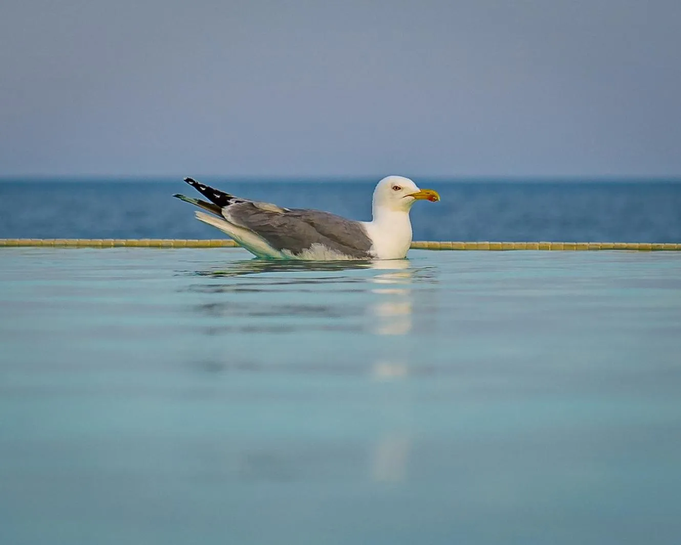 Pool view in Mera Onix