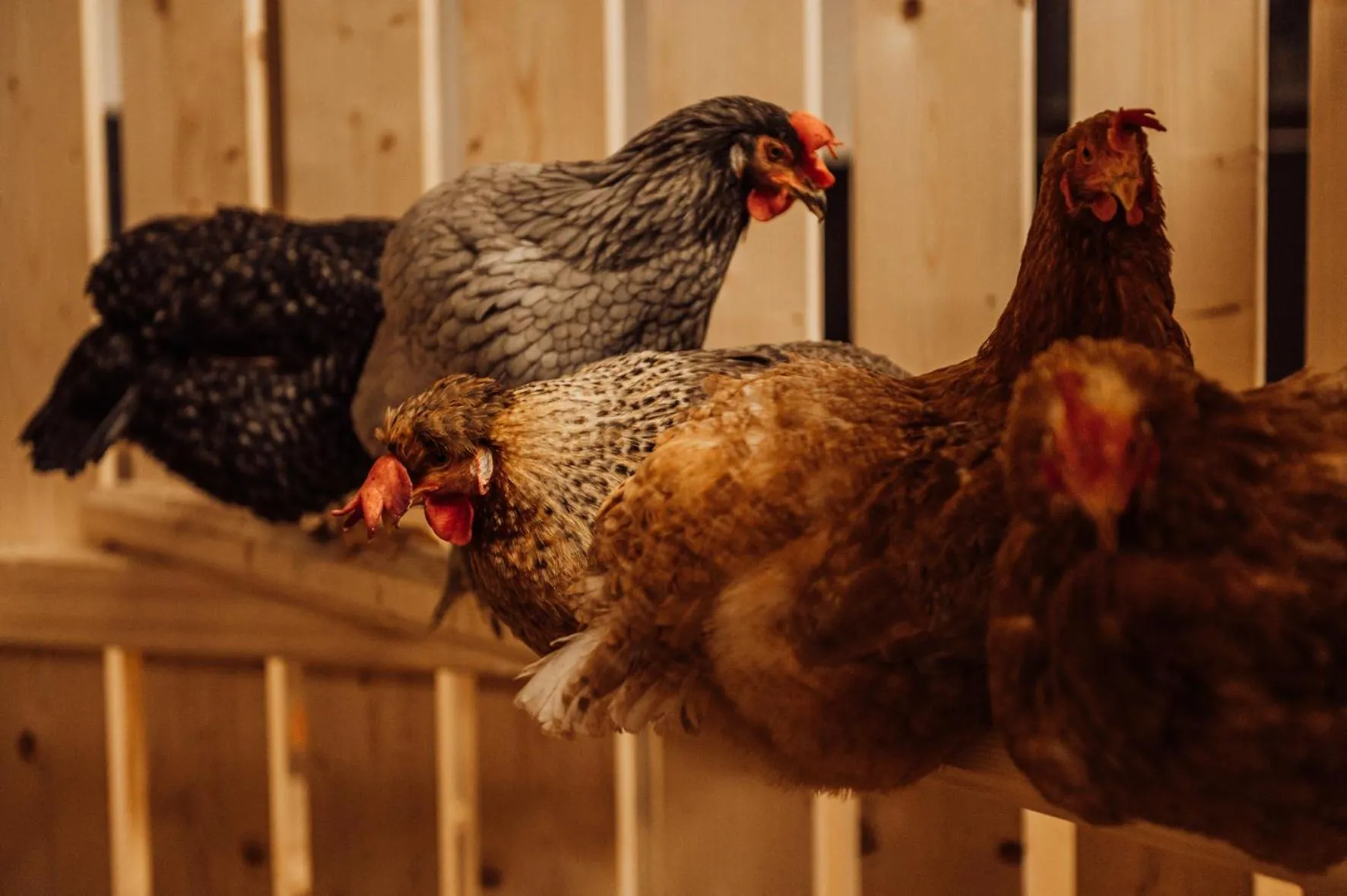 Animals in Erlebnisgut & Reiterhof Oberhabach