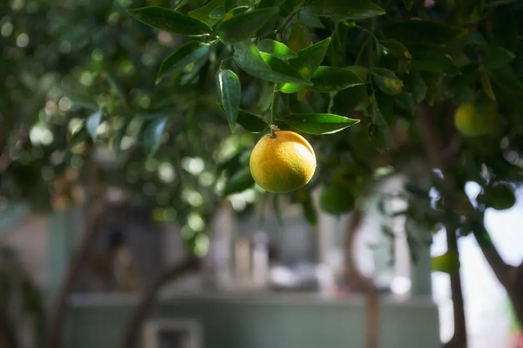 Food and drinks in Aegean Village