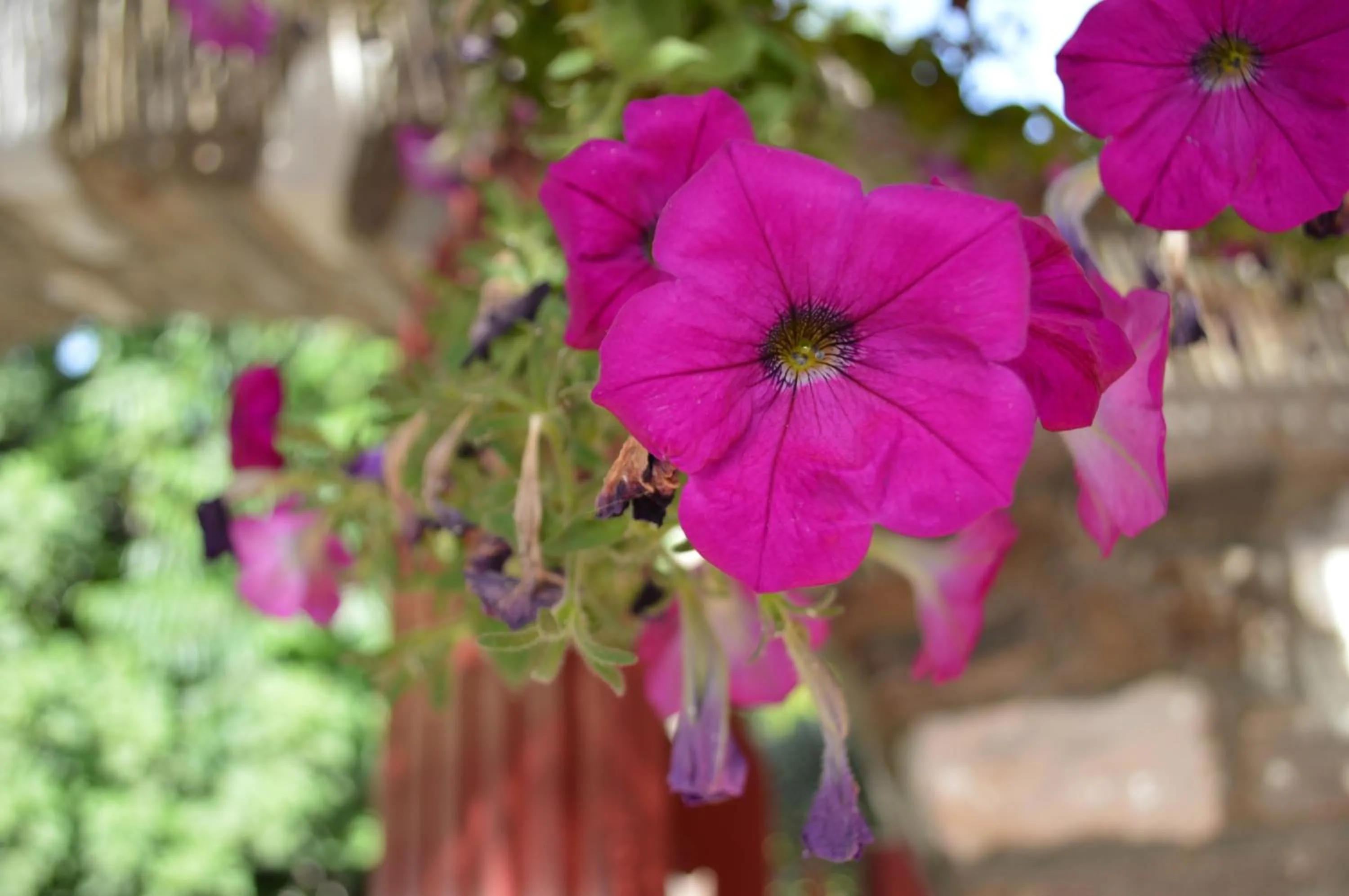 Spring in Aegean Village