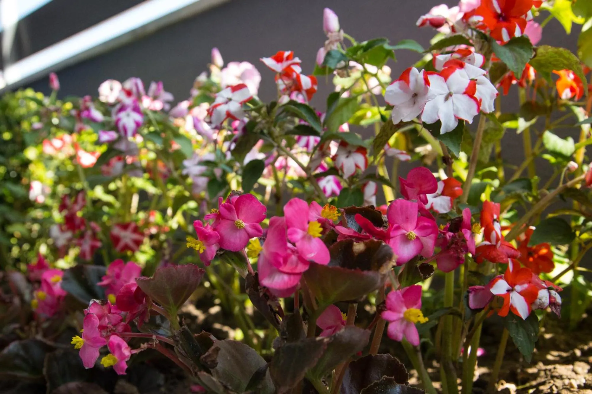 Garden in Amalia Rooms Sea View