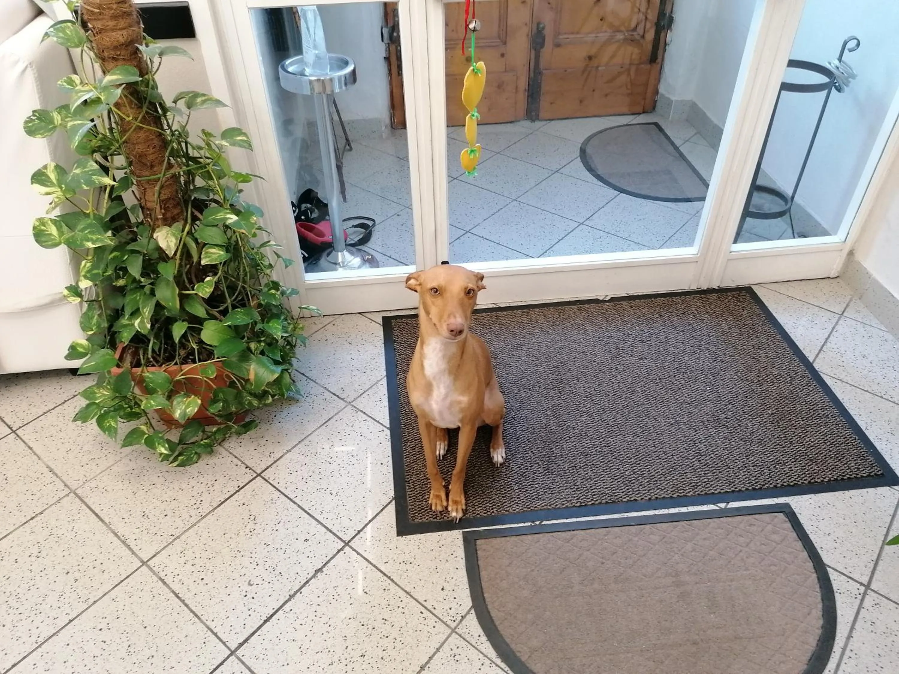 Animals in Hotel Cilene