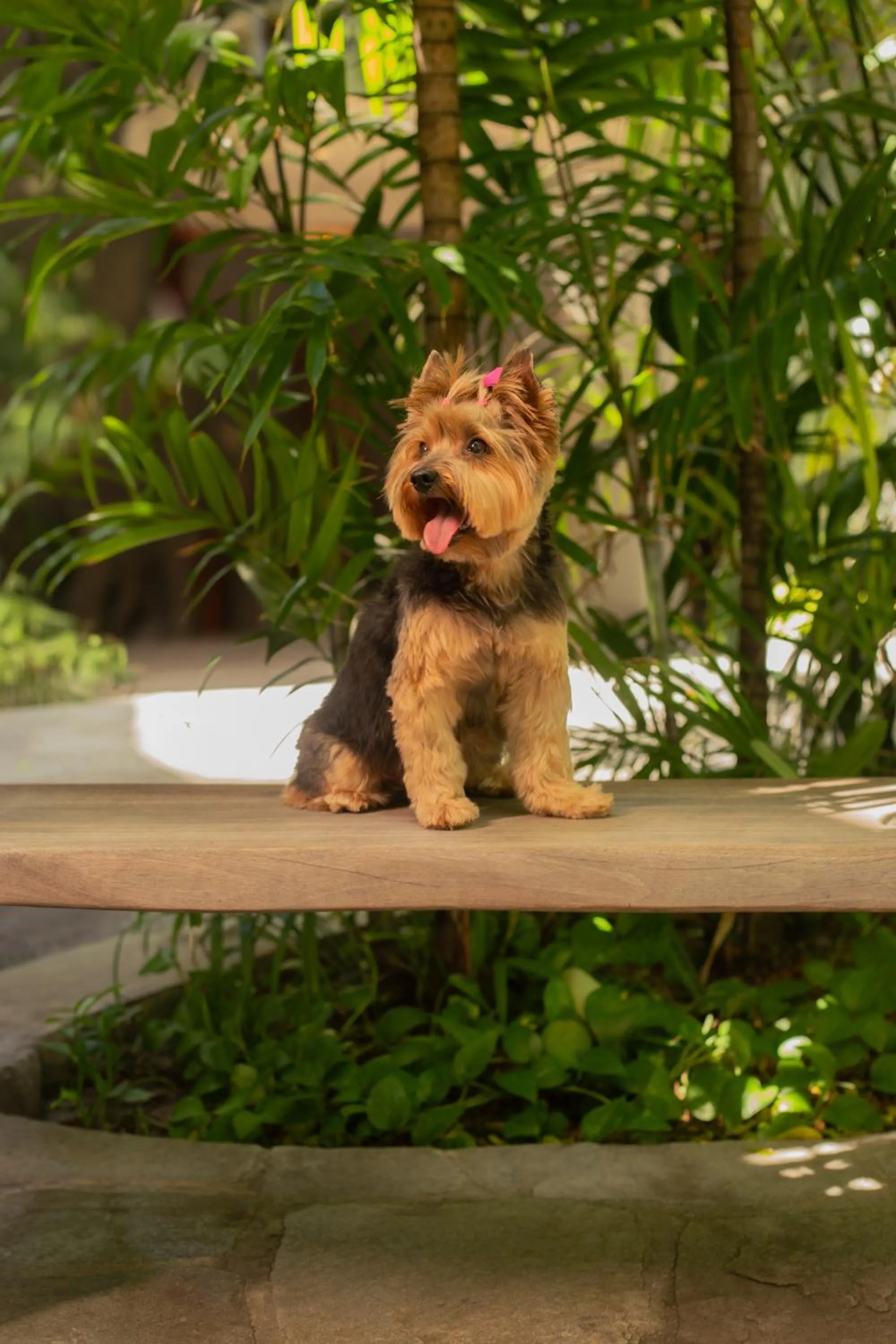 Pets in Pauli Boutique Hotel