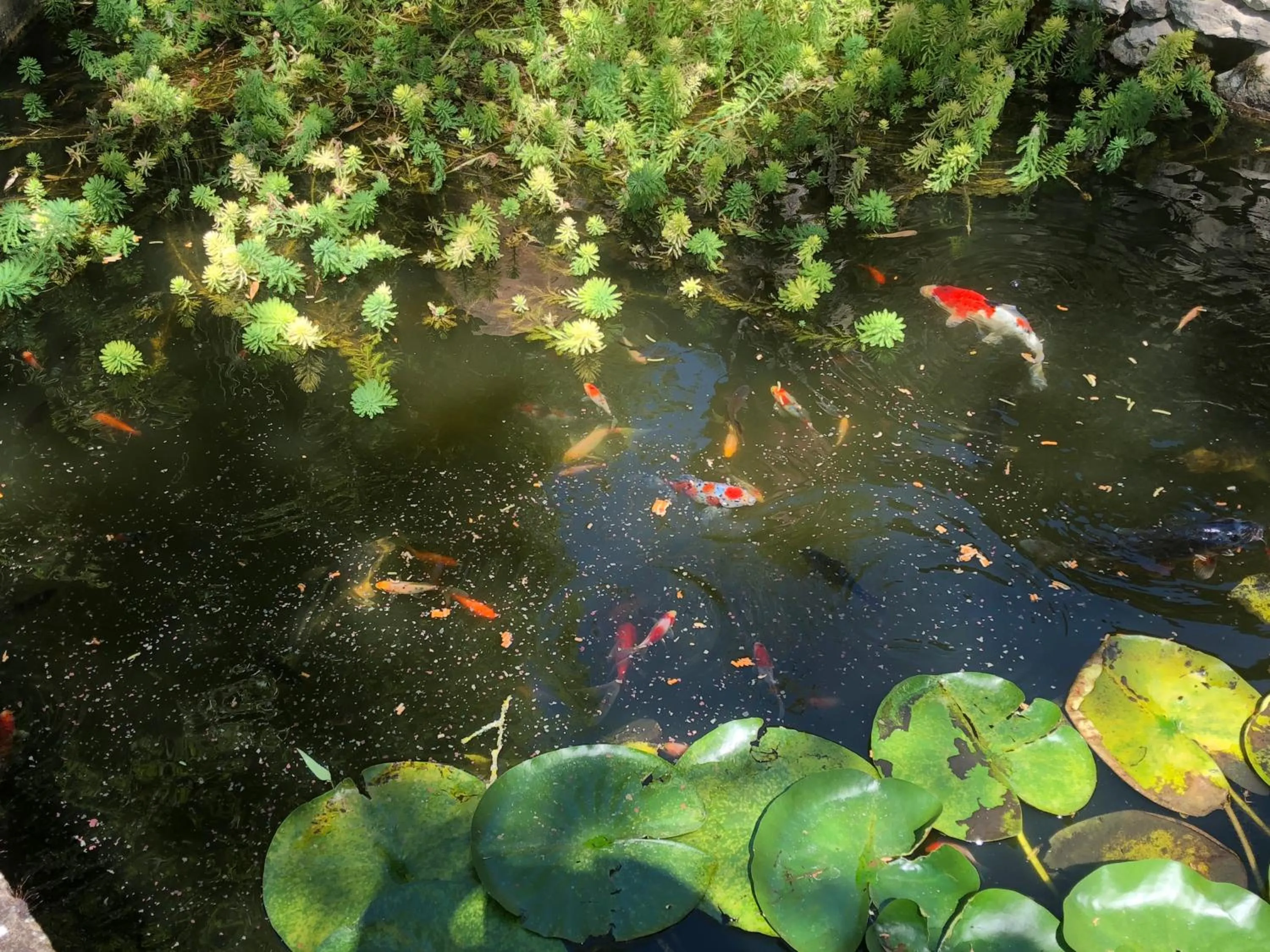 Animals in Domaine des Monges