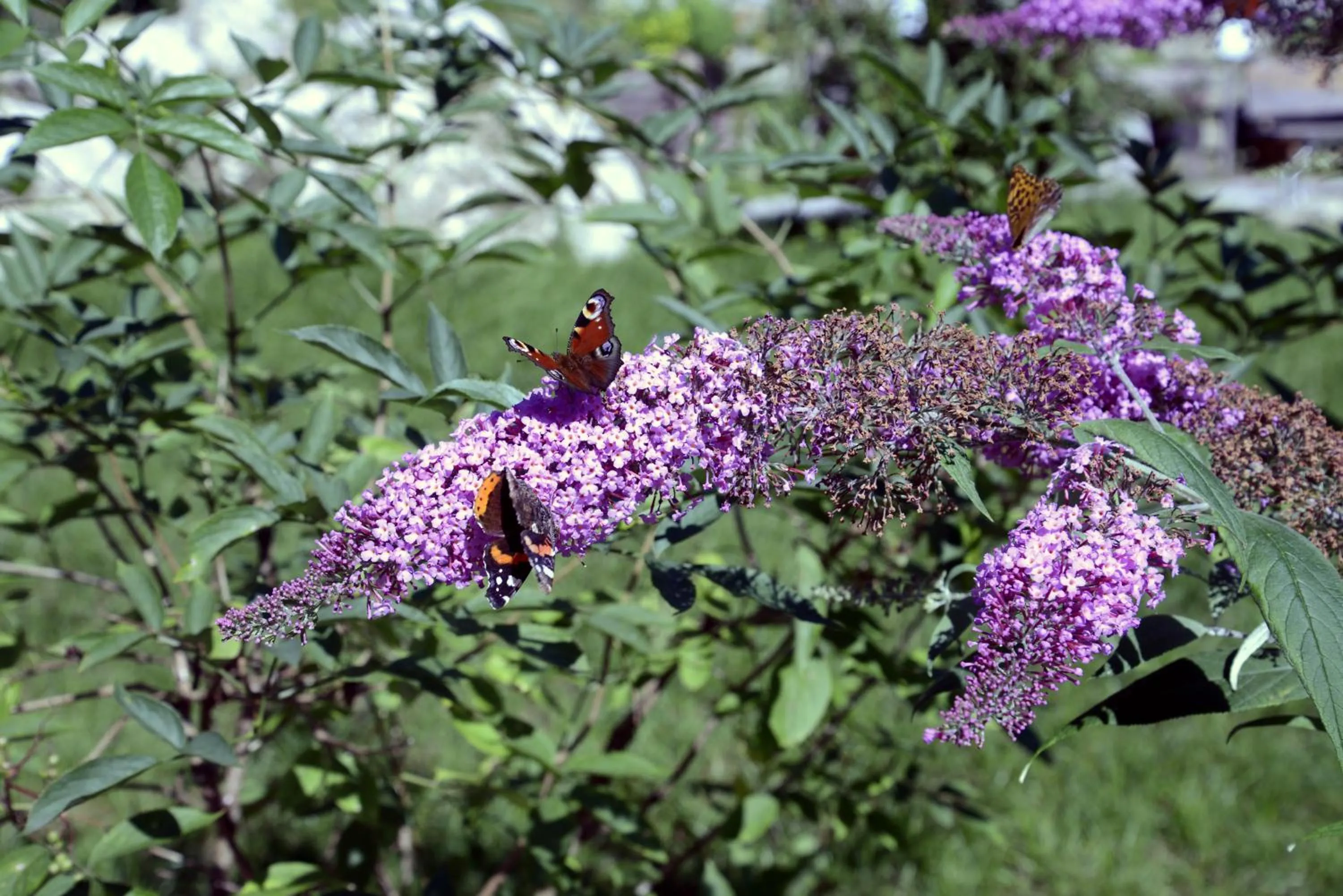 Garden in Naturidyll Hotel Hammerschmiede