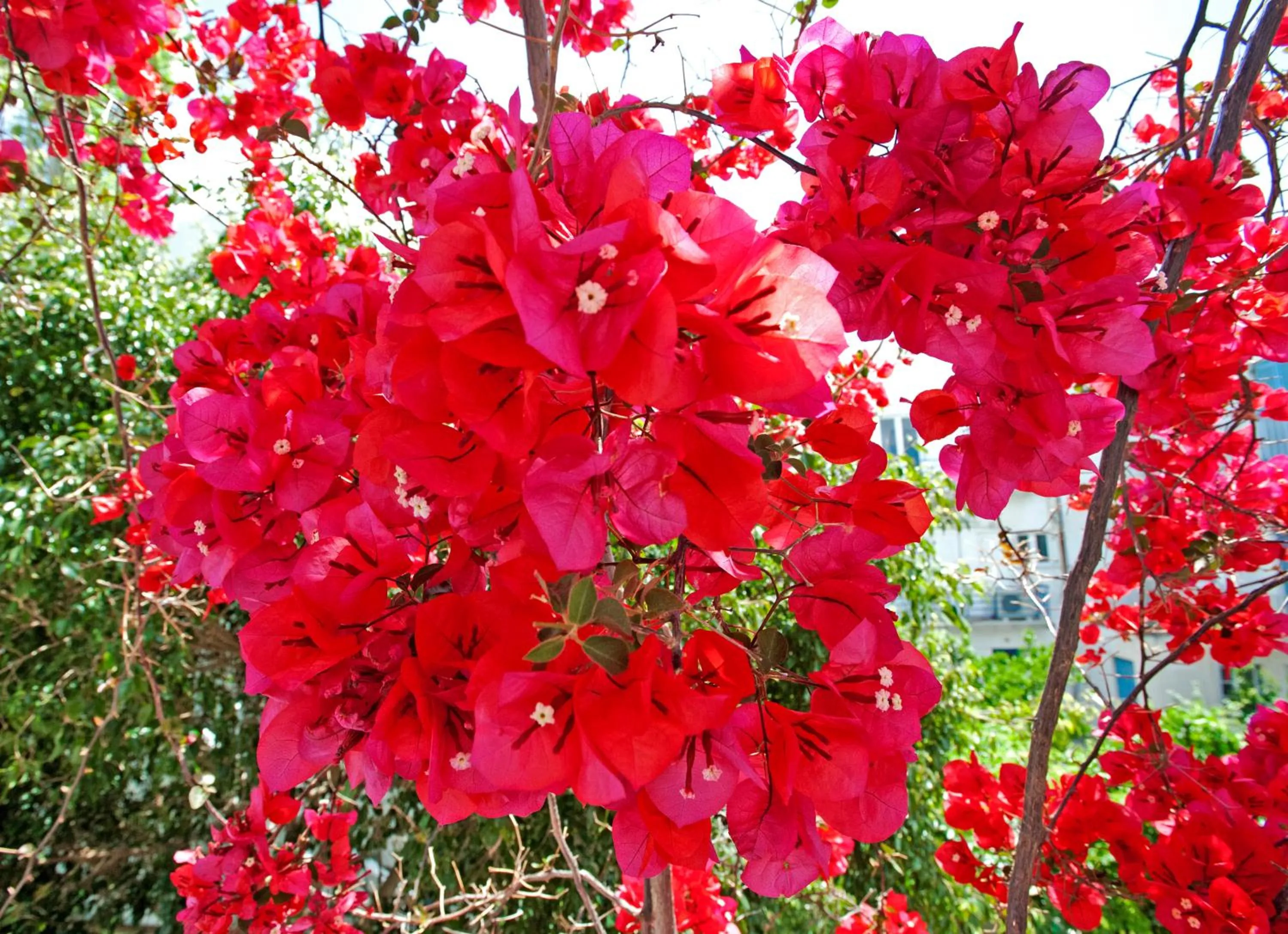 Spring in Marisa Rooms