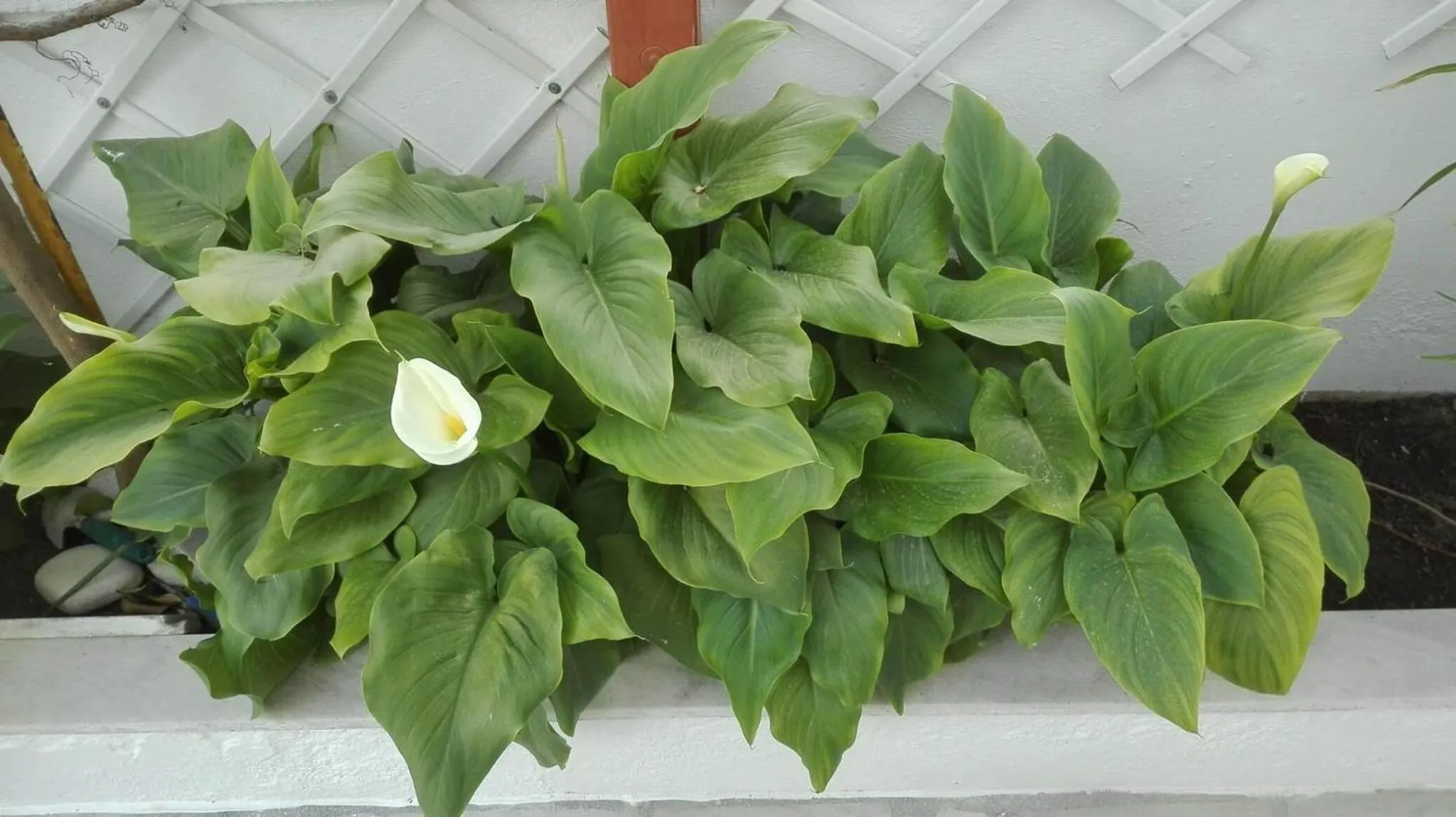 Property building in Marisa Rooms