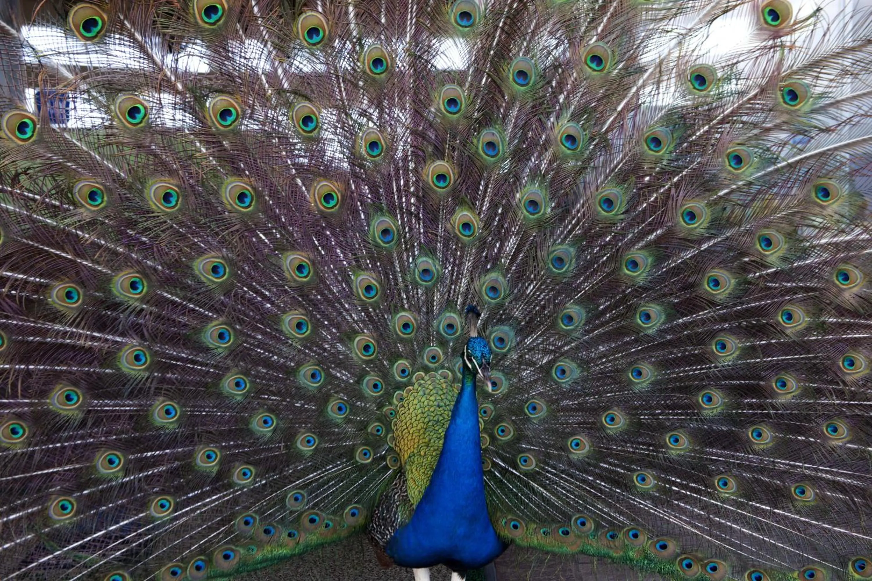 Animals in Hotel Pontal de Ubu