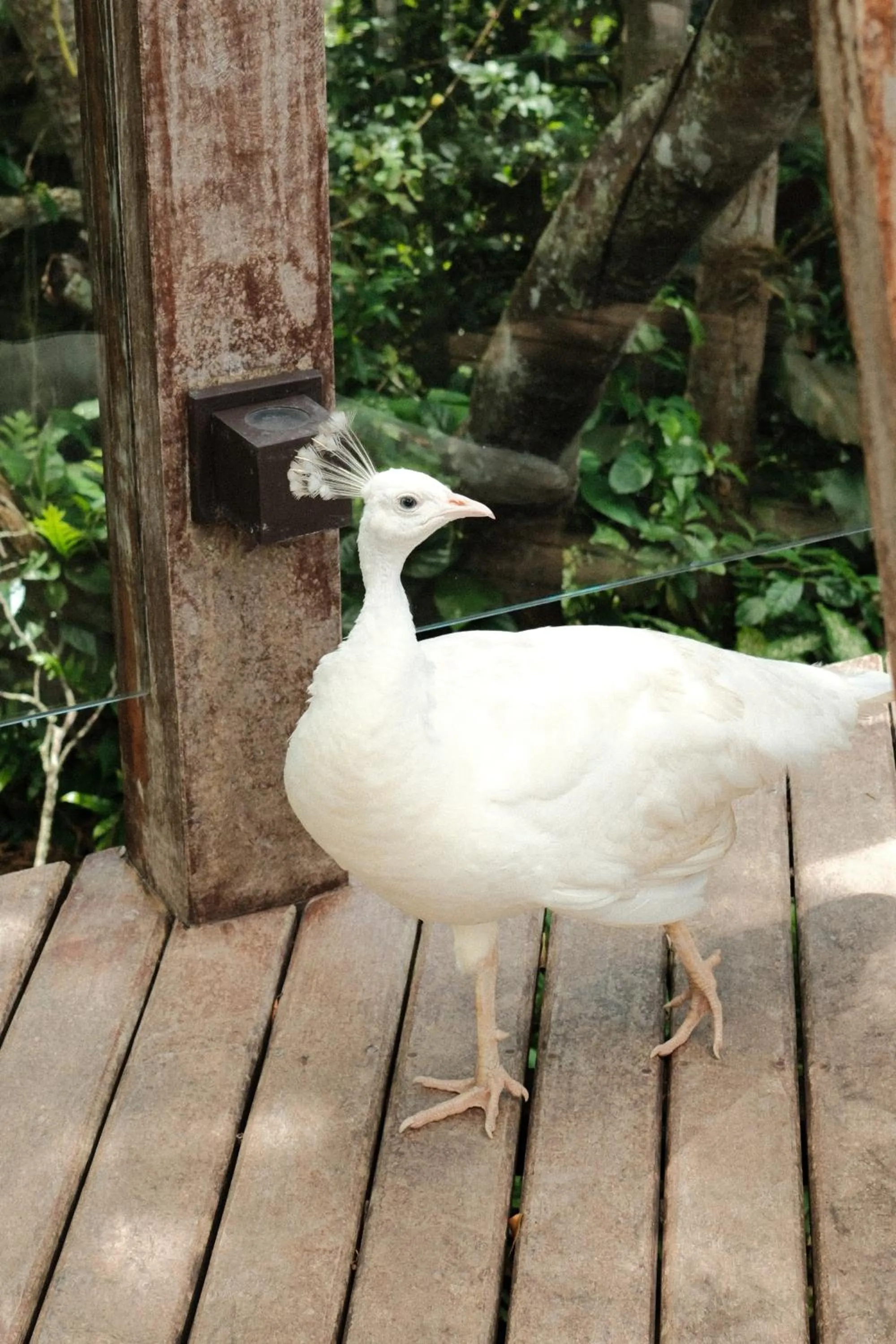 Animals in Hotel Pontal de Ubu
