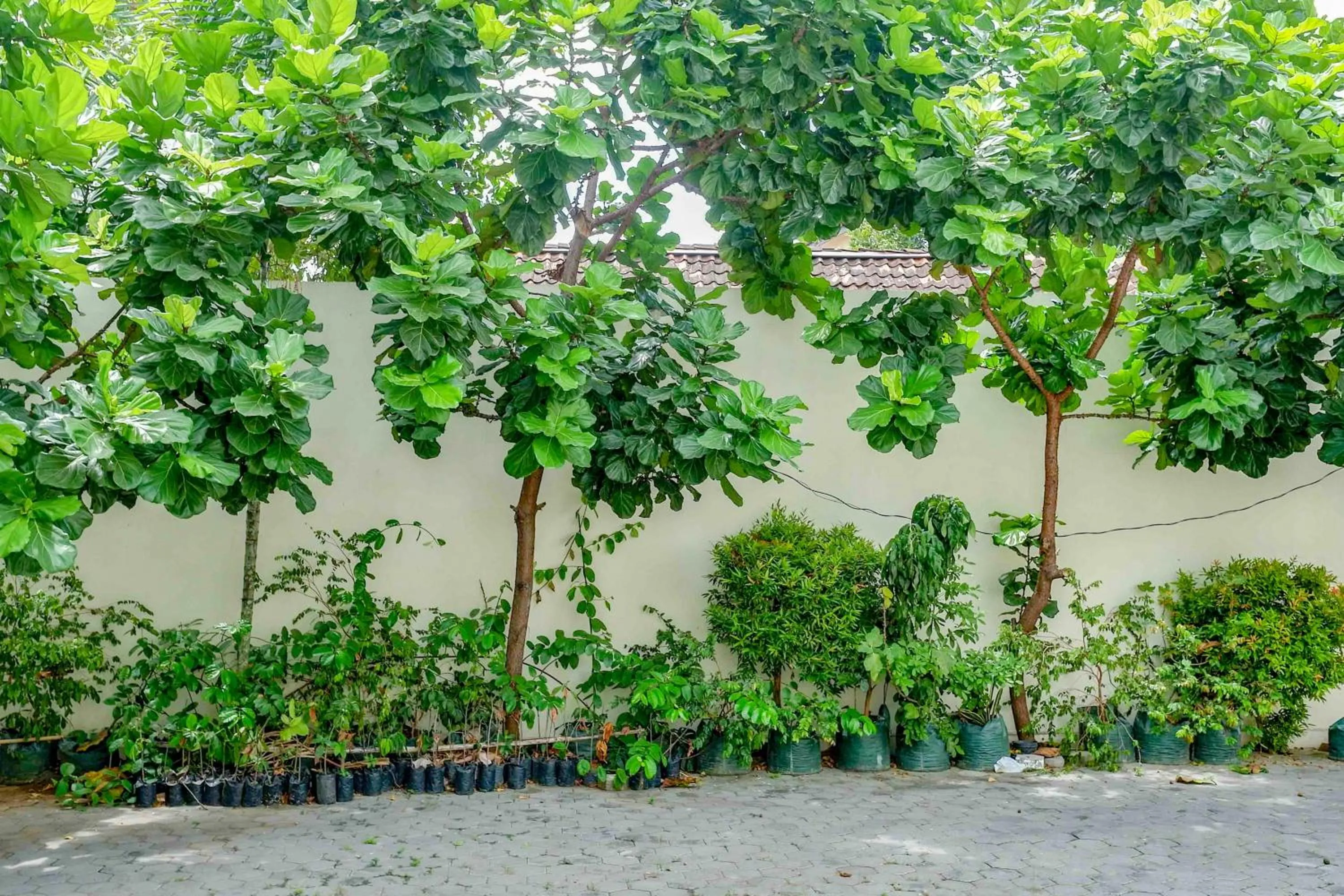 Garden in Sans Hotel Nagari Malioboro