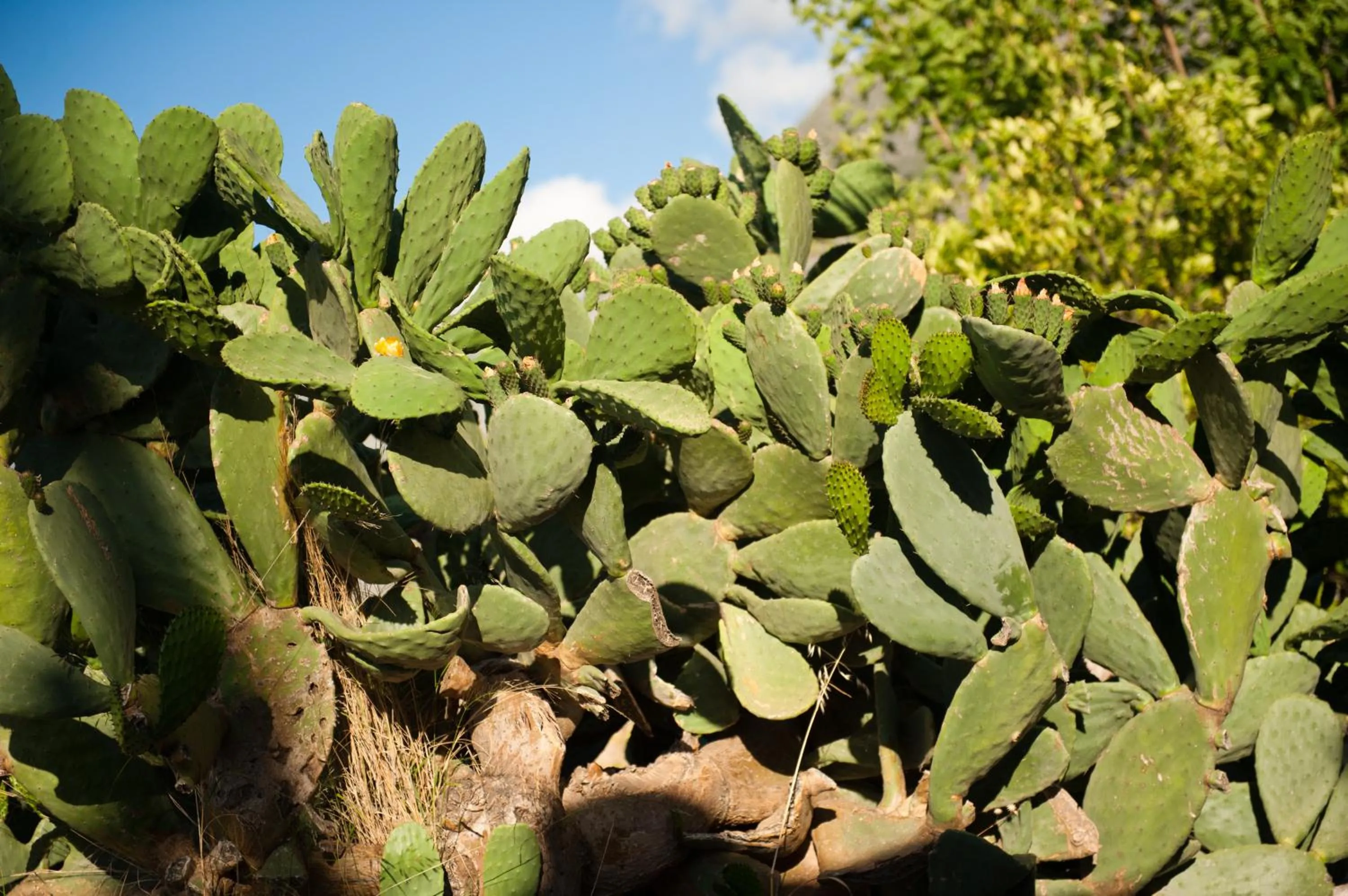Other in Arapakis Historic Castle