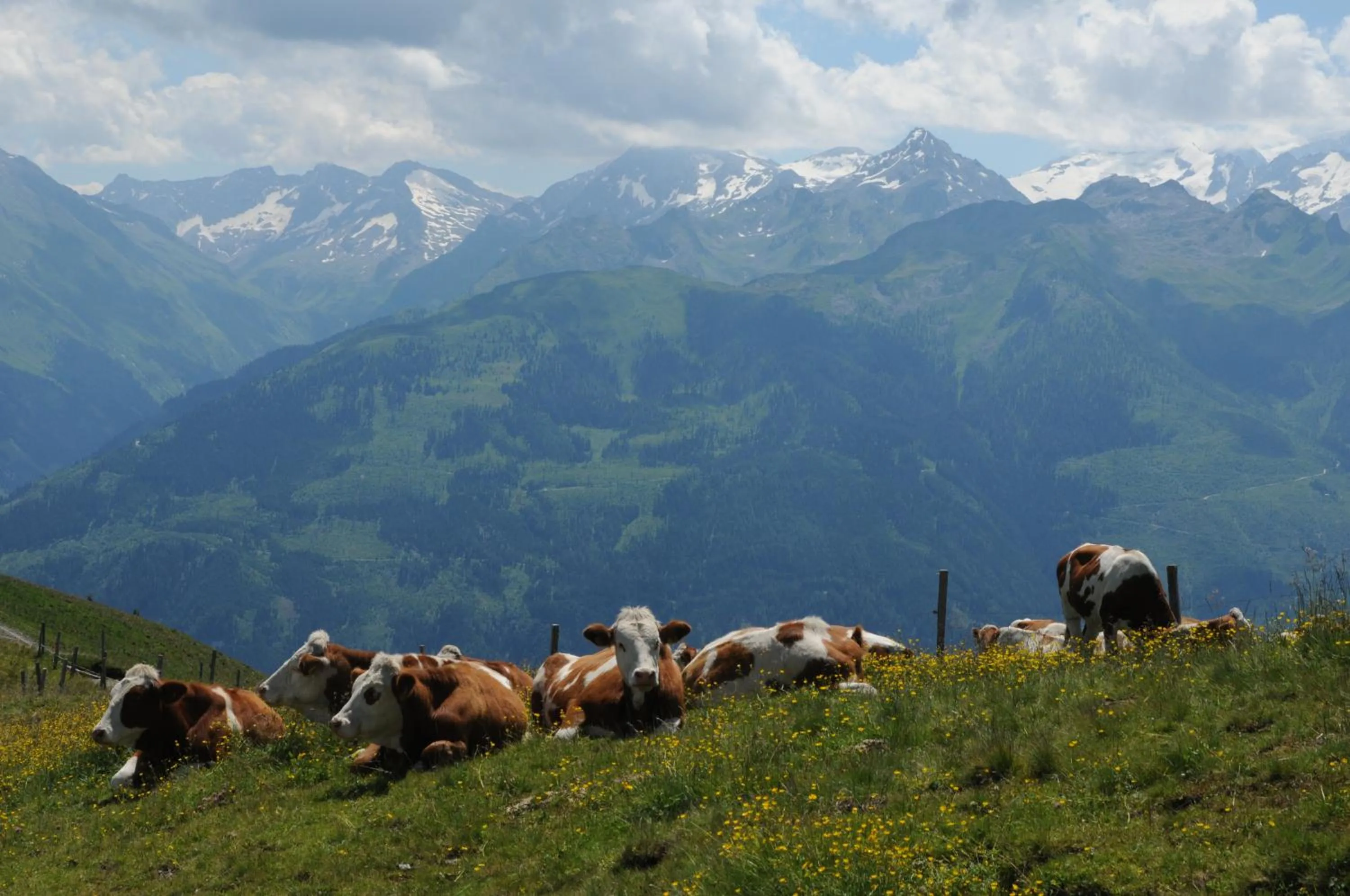 Animals in Alphotel Mittersill