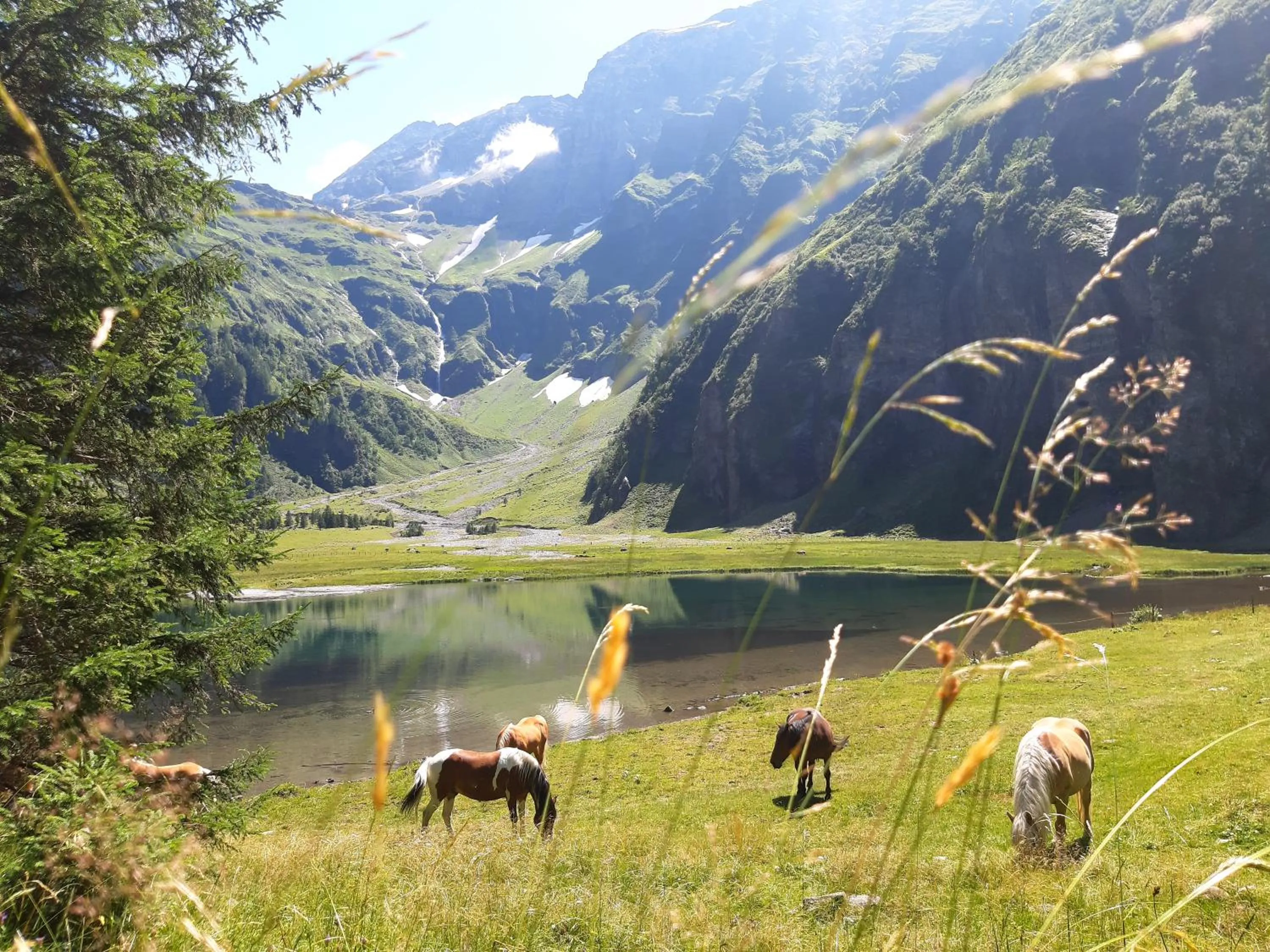 Natural landscape in Alphotel Mittersill