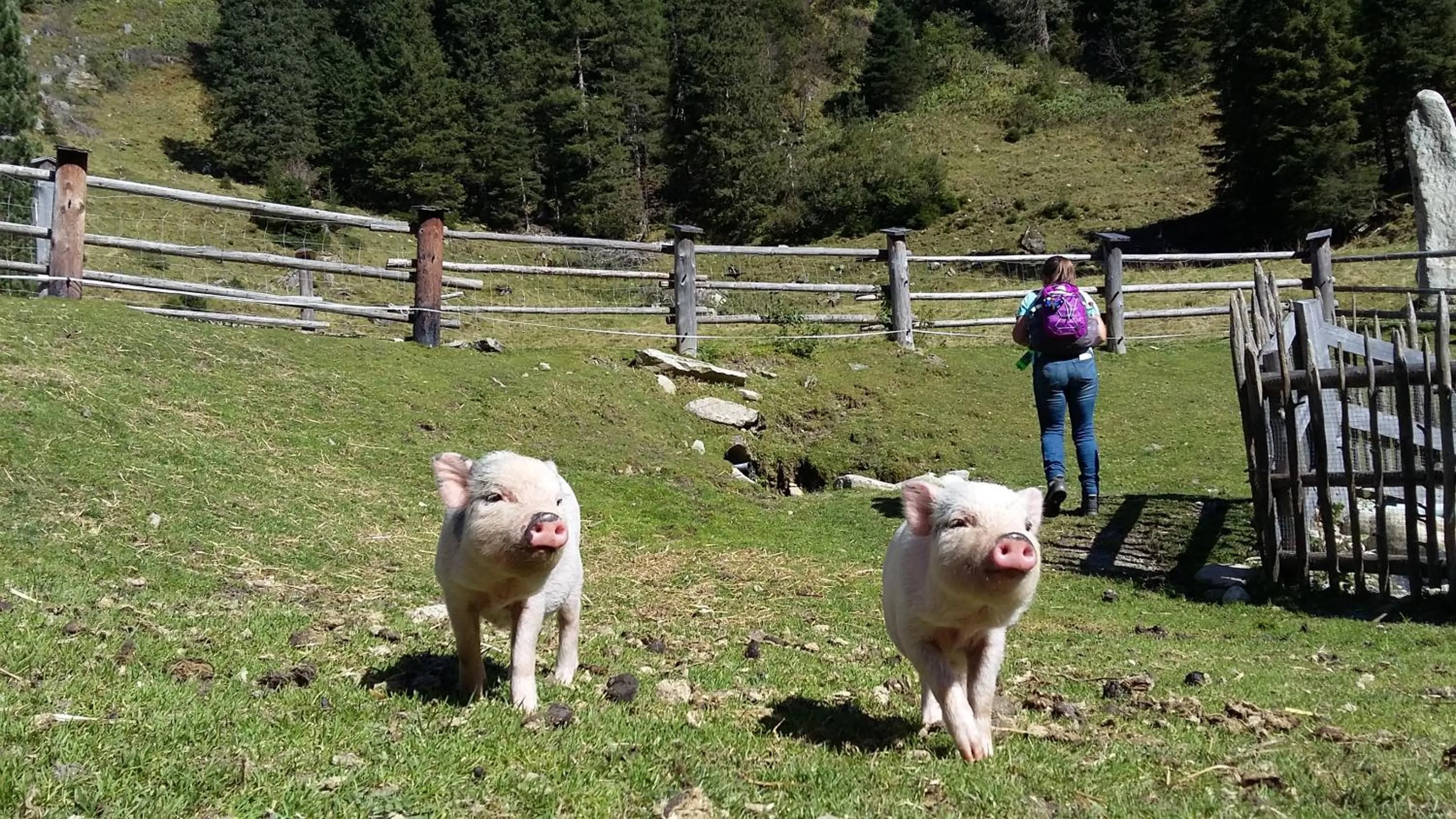 Animals in Alphotel Mittersill