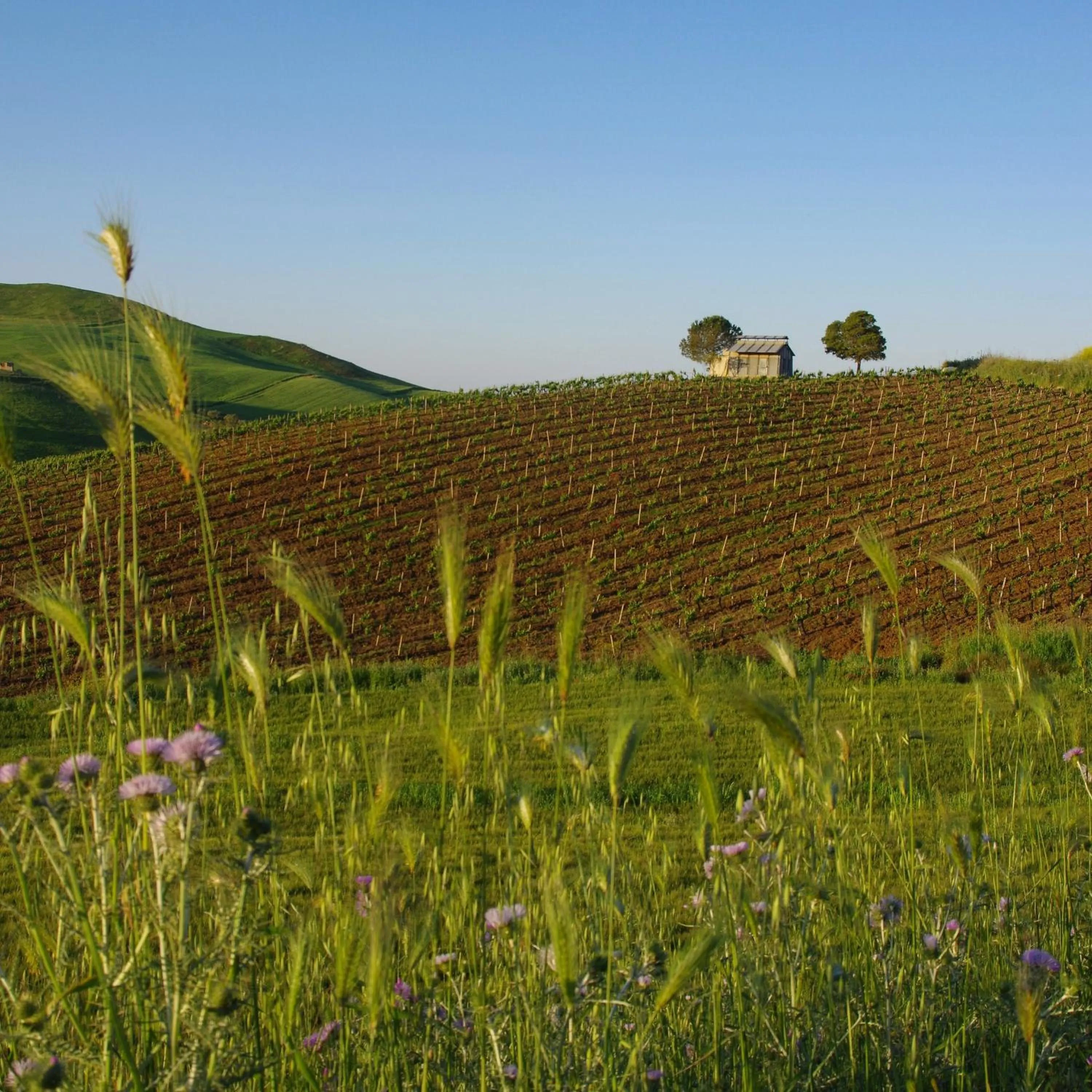 B&B Polvere di stelle