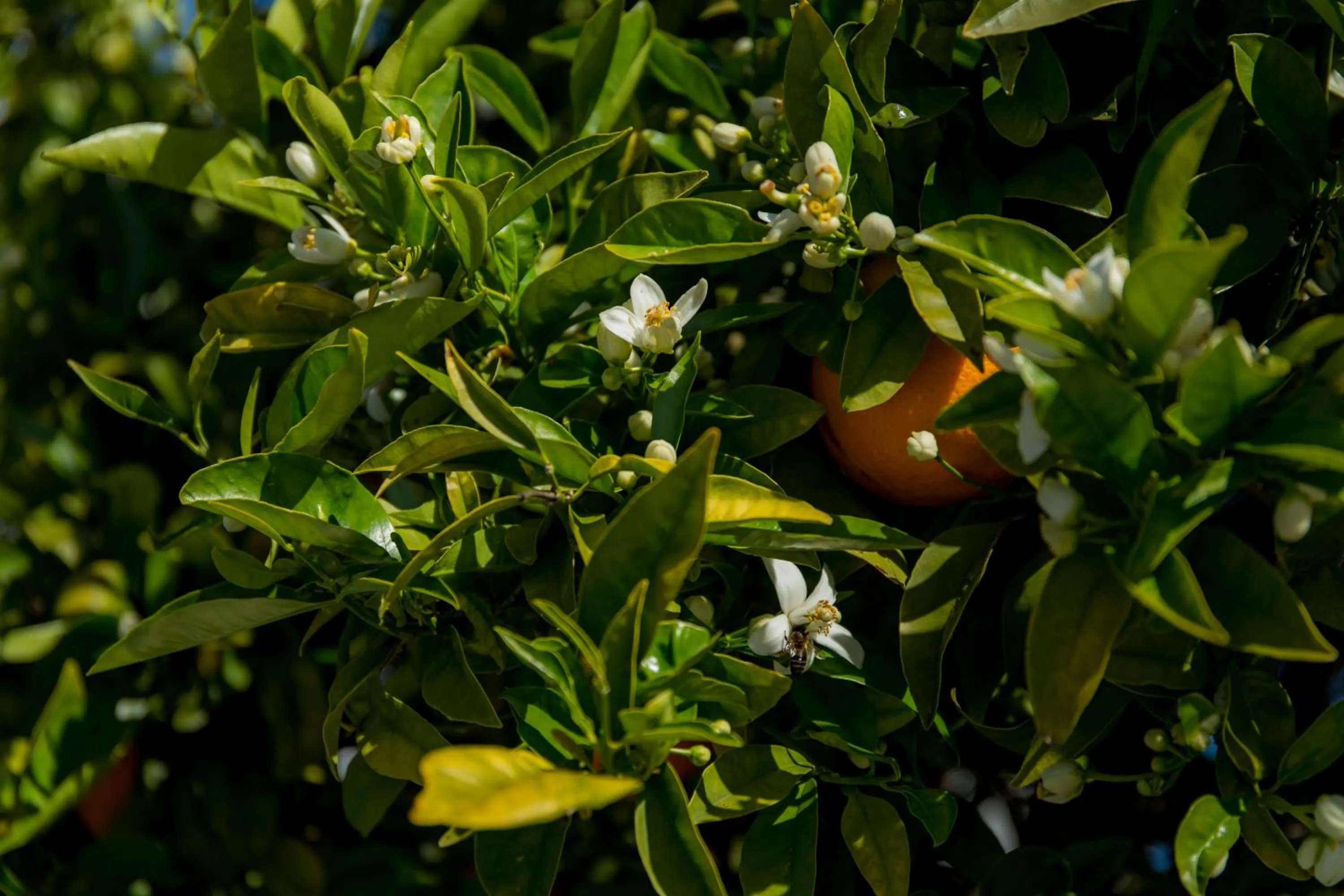 Casa Luisandra Boutique Hotel B&B