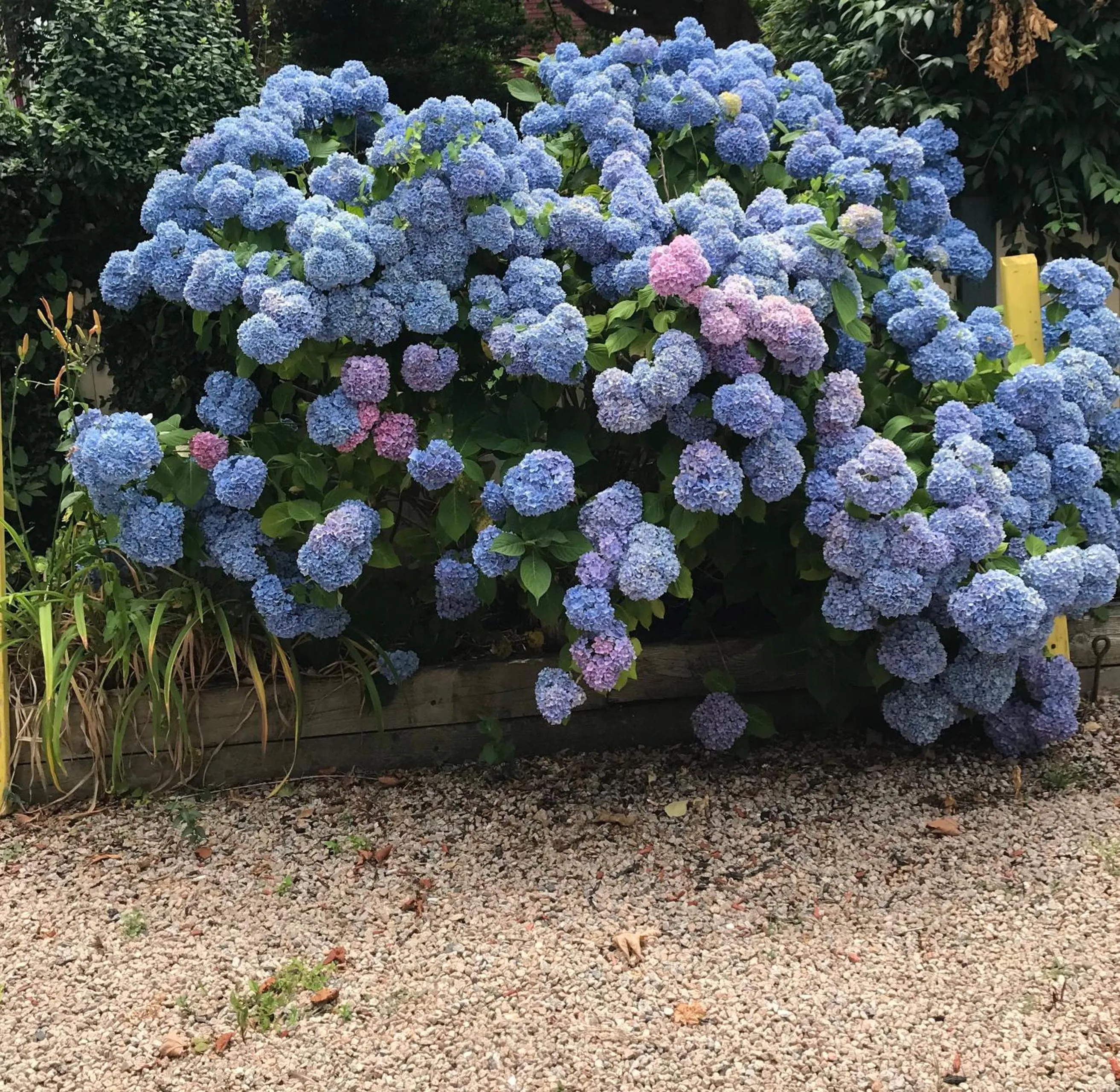 Garden in Artful Lodger