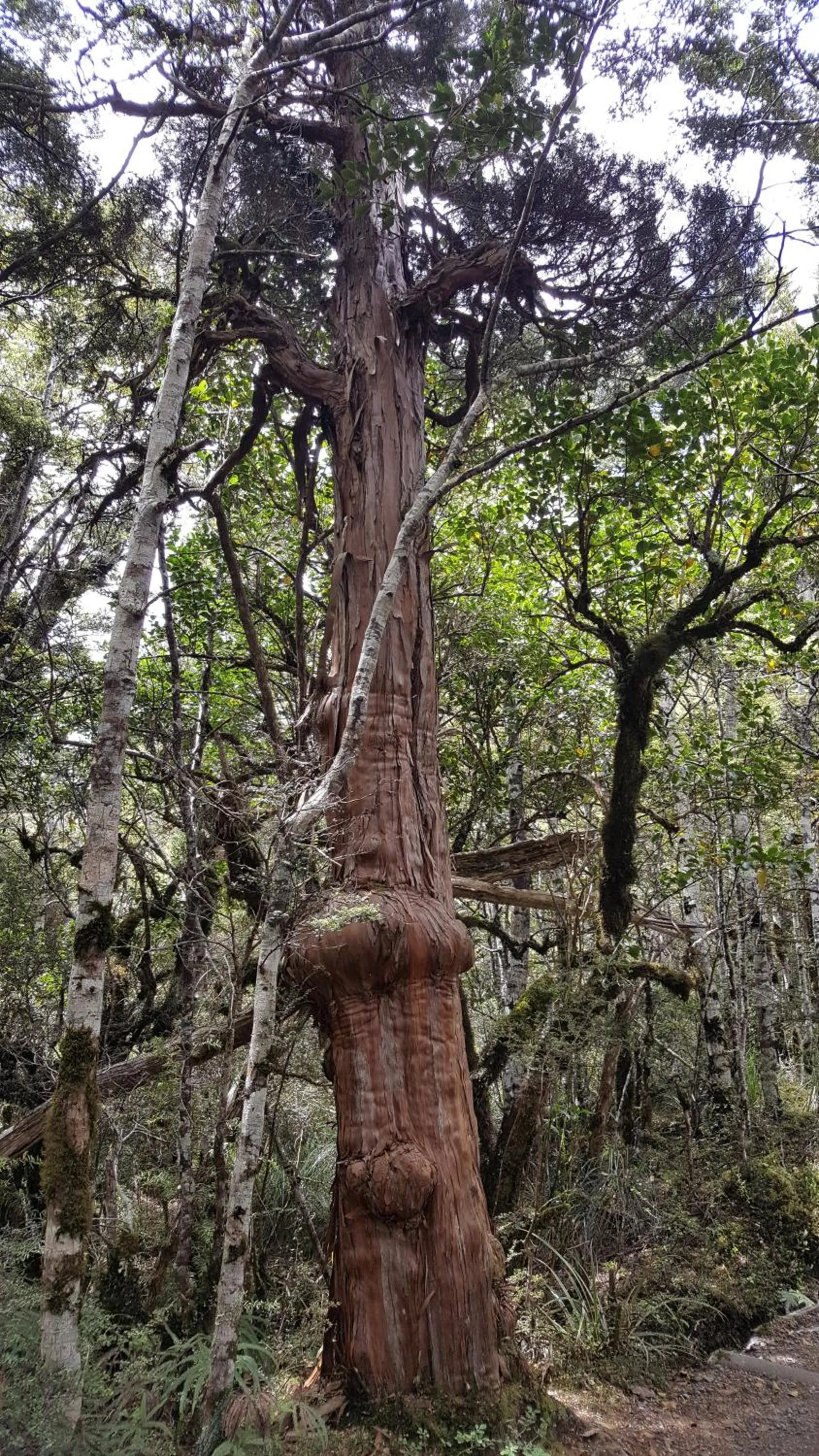 Ruapehu Mountain Motel & Lodge