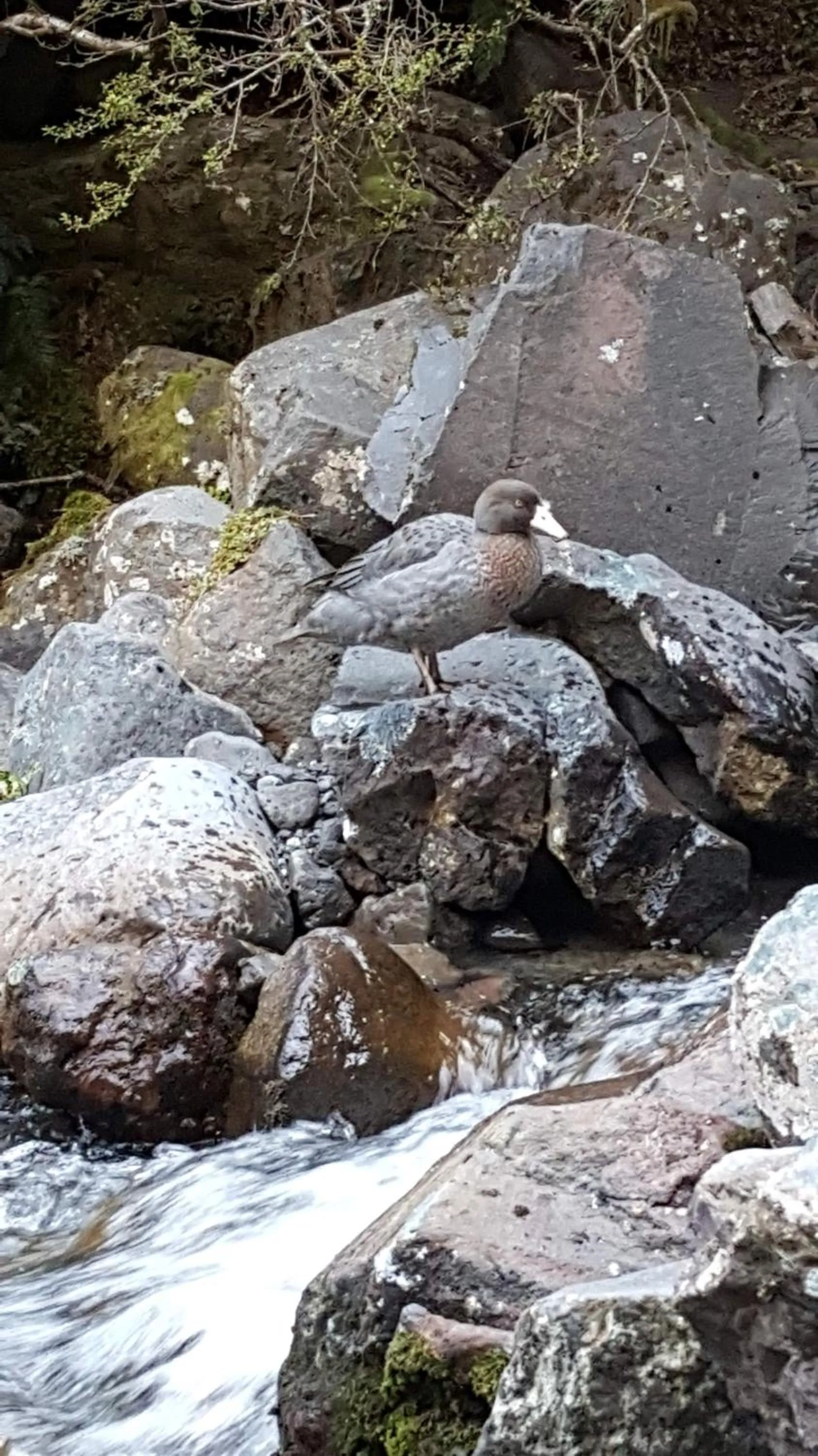 Ruapehu Mountain Motel & Lodge