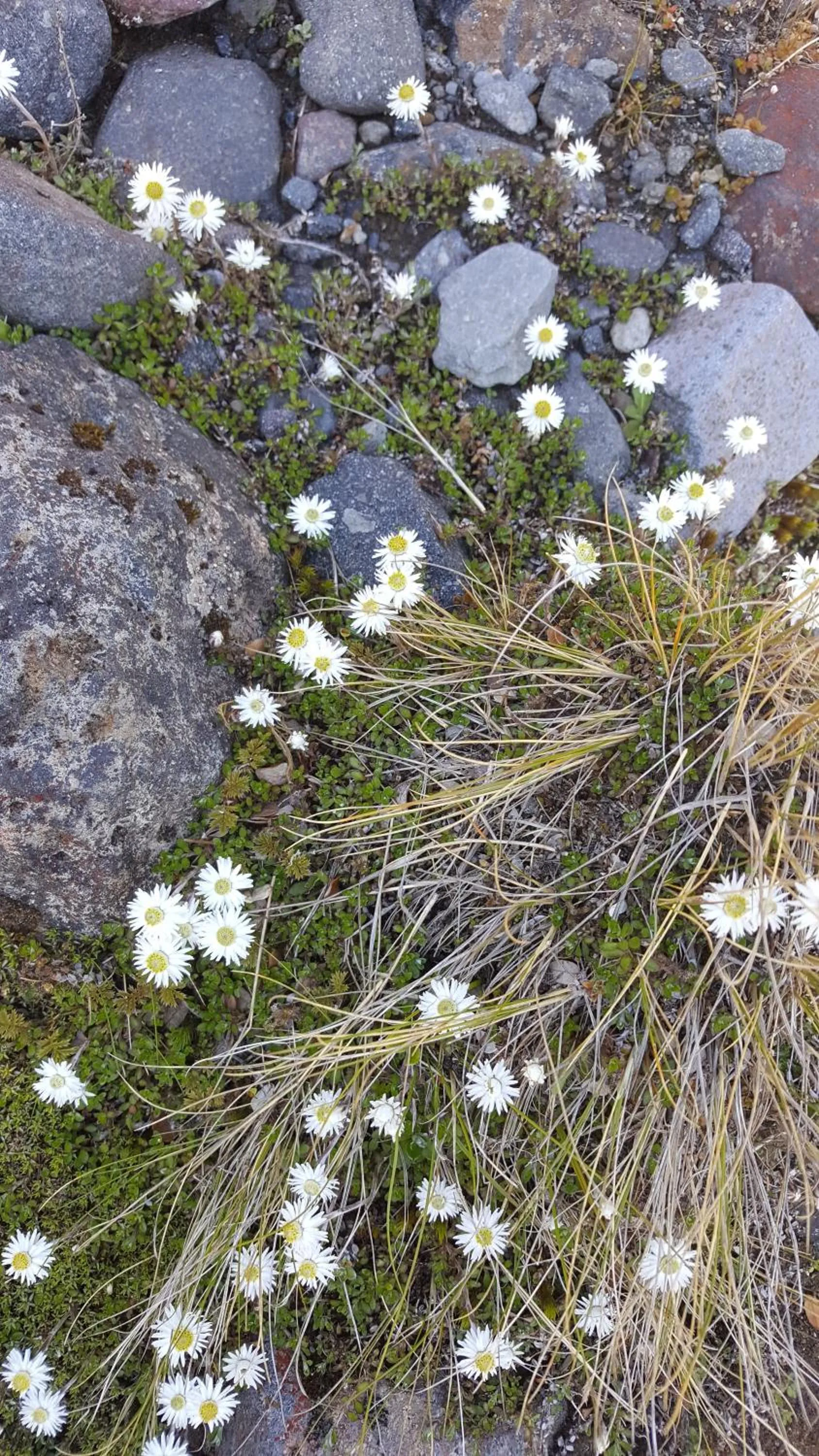 Ruapehu Mountain Motel & Lodge
