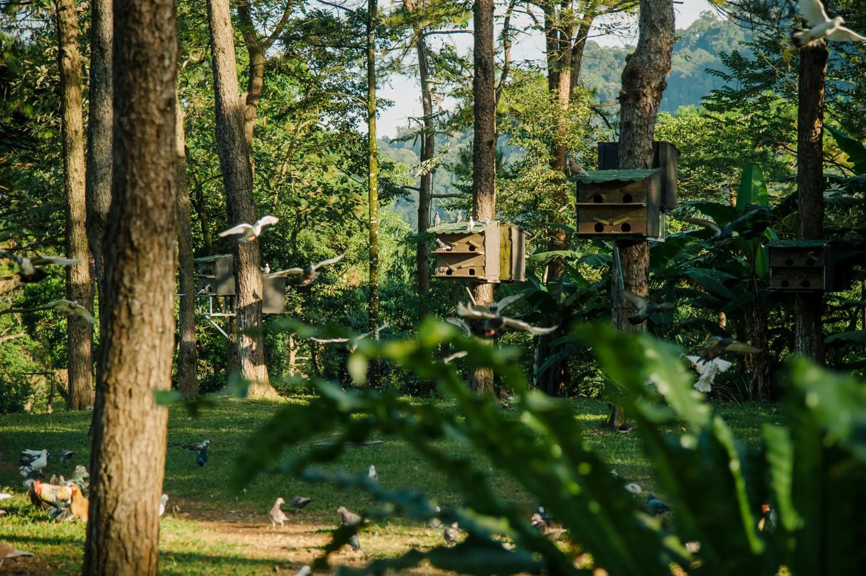 Natural landscape in Melia Ba Vi Mountain Retreat