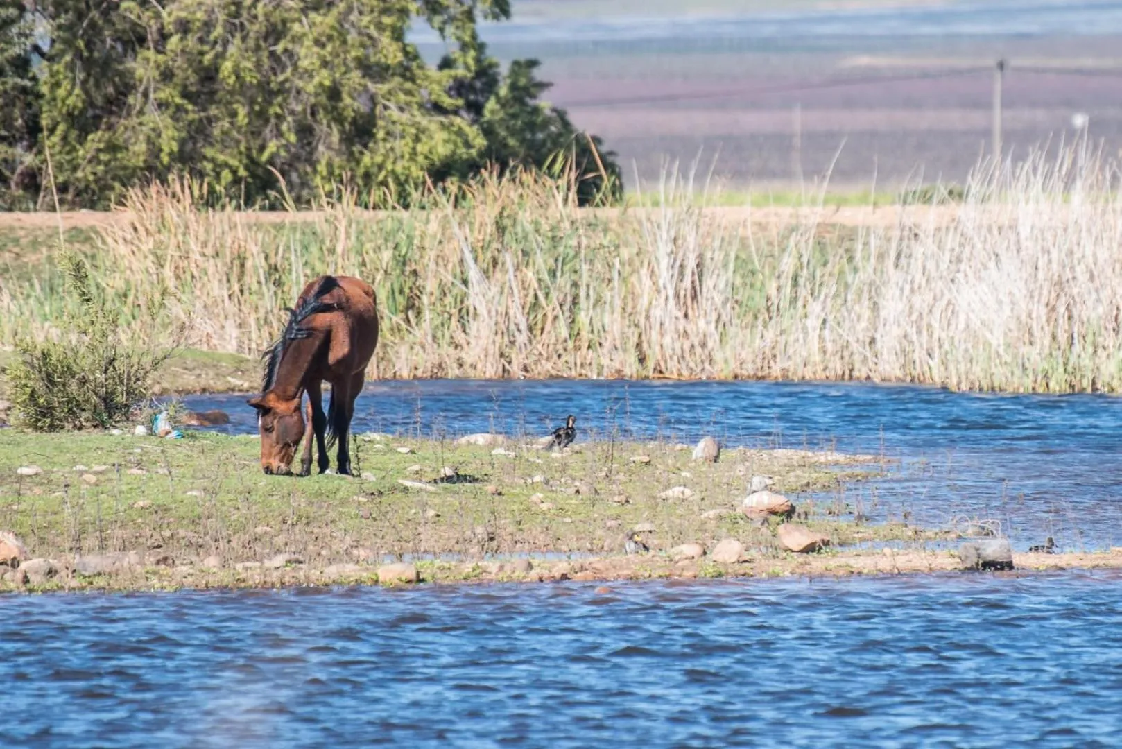 Animals in Excelsior Manor Guesthouse