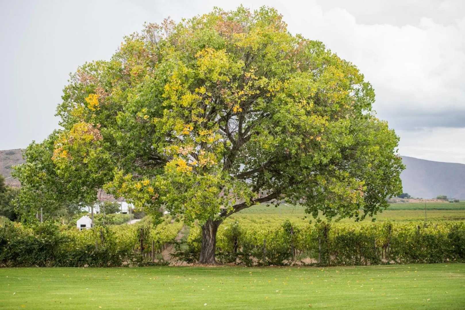 Garden in Excelsior Manor Guesthouse