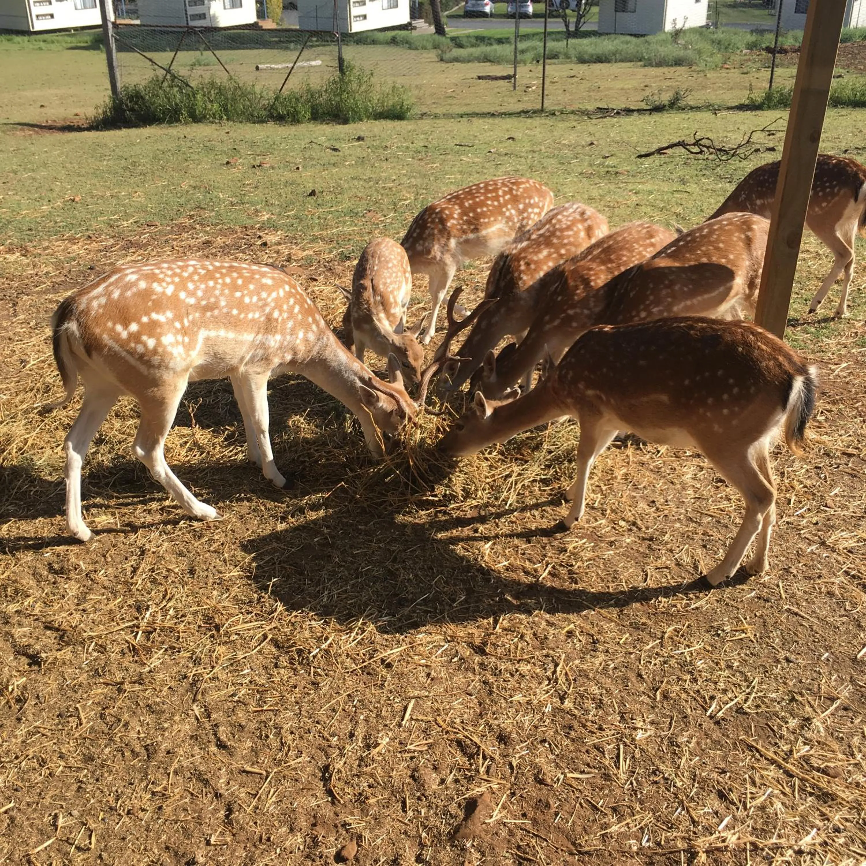 Animals in Deer Park Motor Inn Armidale