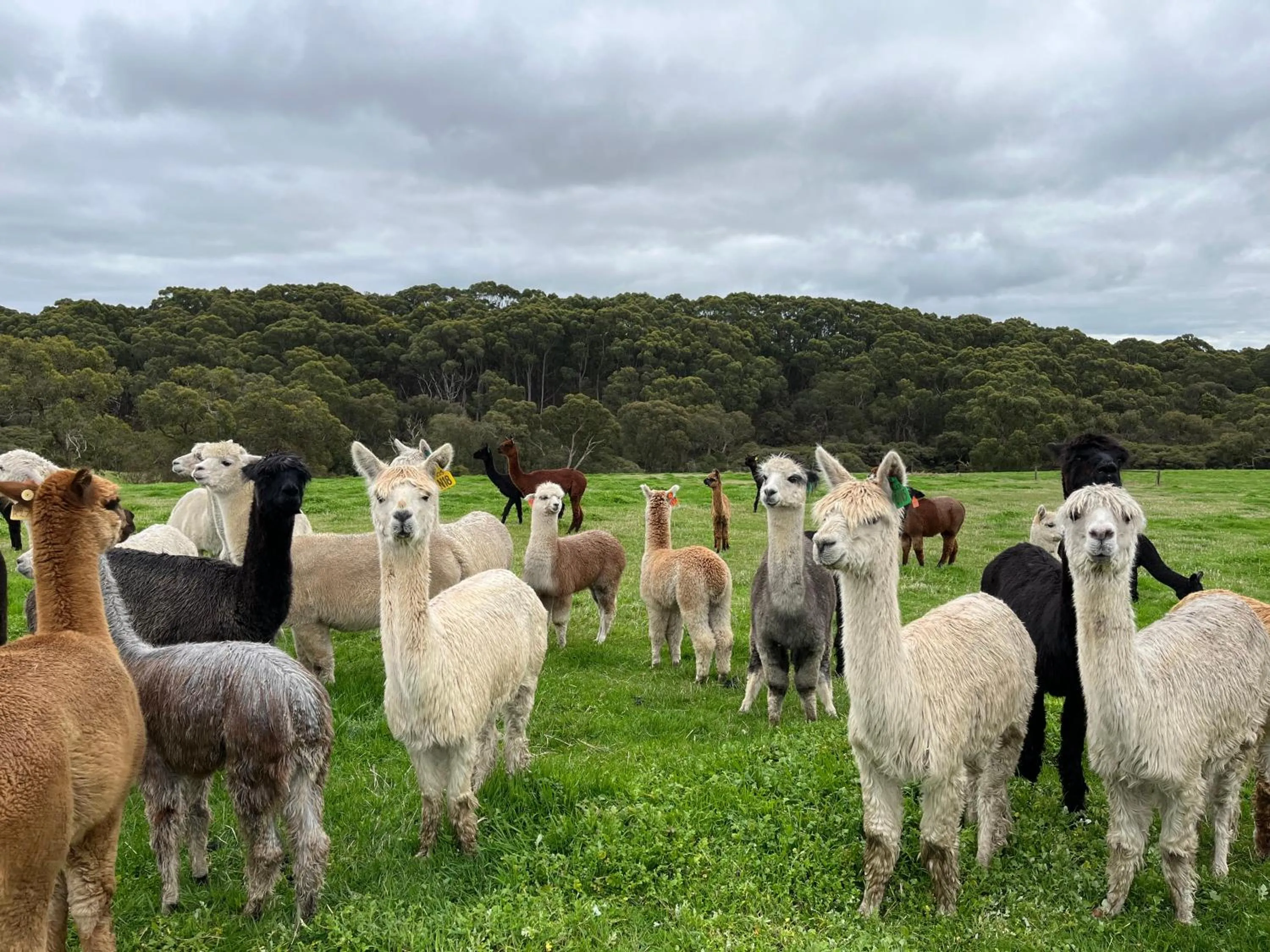 Twelve Apostles Motel & Country Retreat