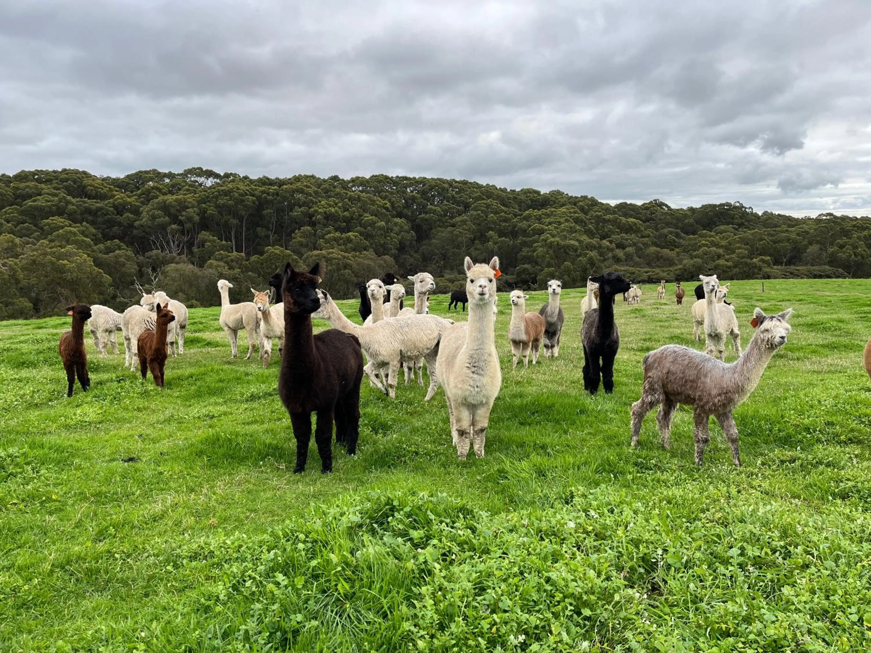 Twelve Apostles Motel & Country Retreat