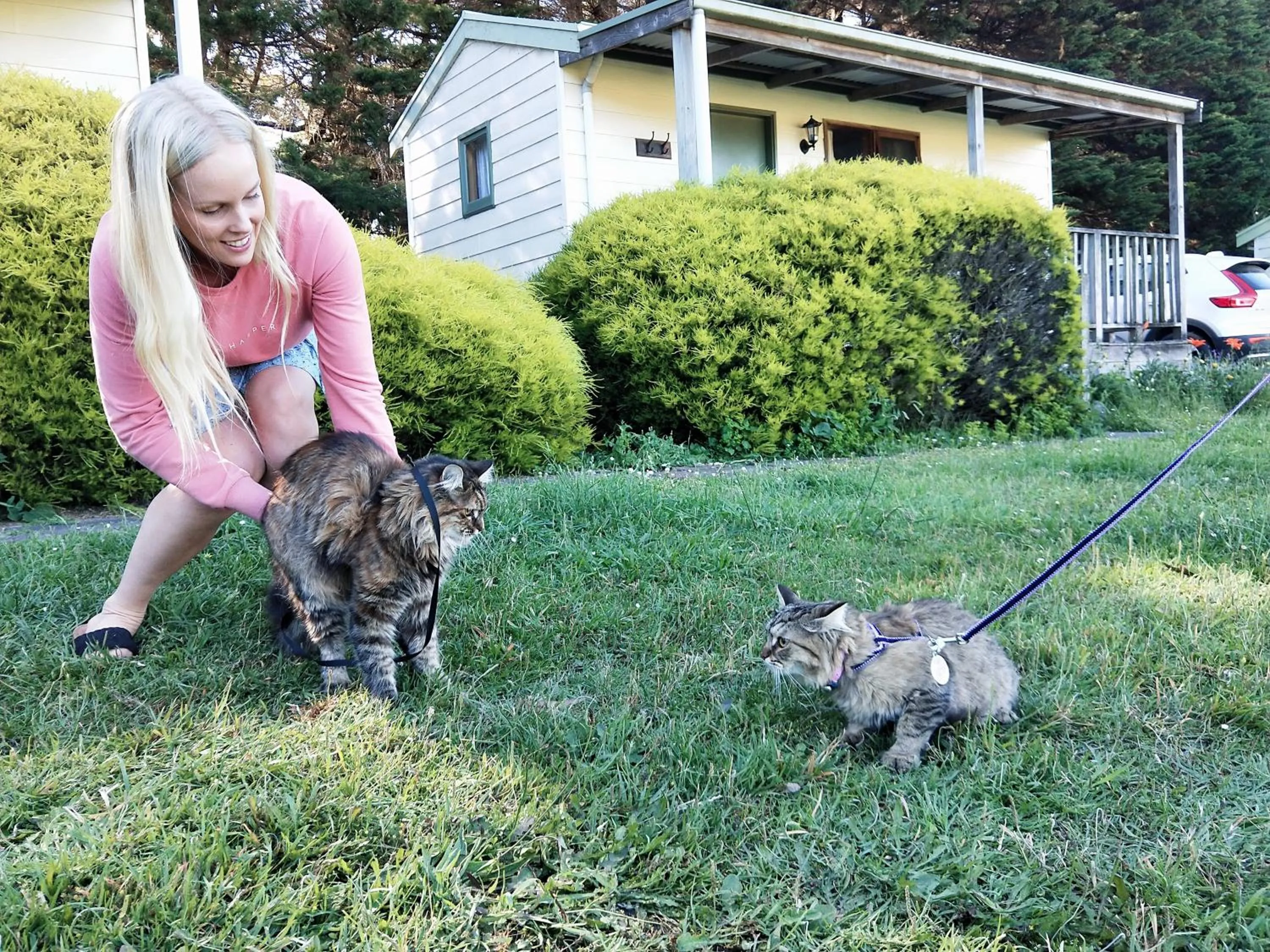 Pets in Twelve Apostles Motel & Country Retreat