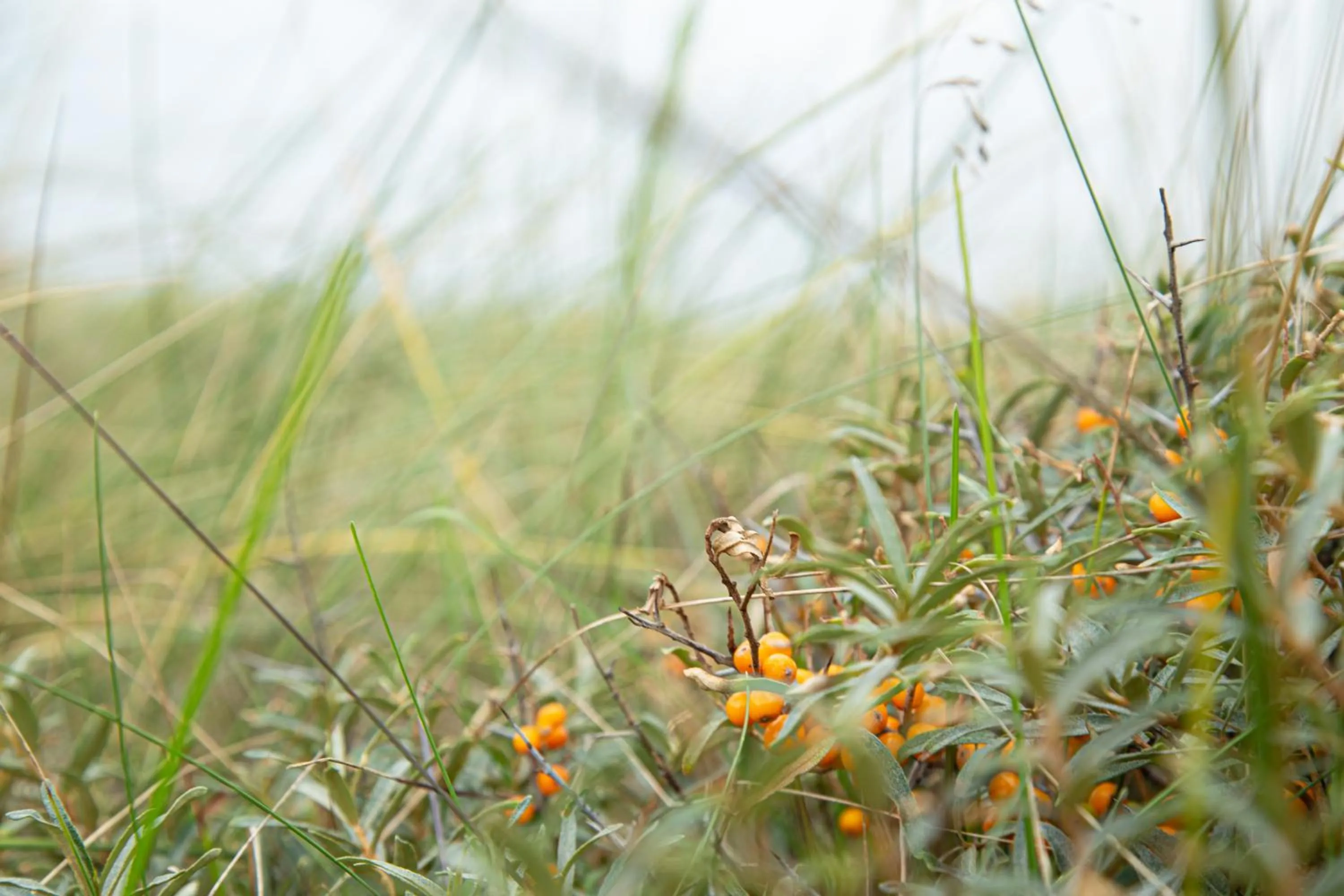 Natural landscape in Rønnes Hotel