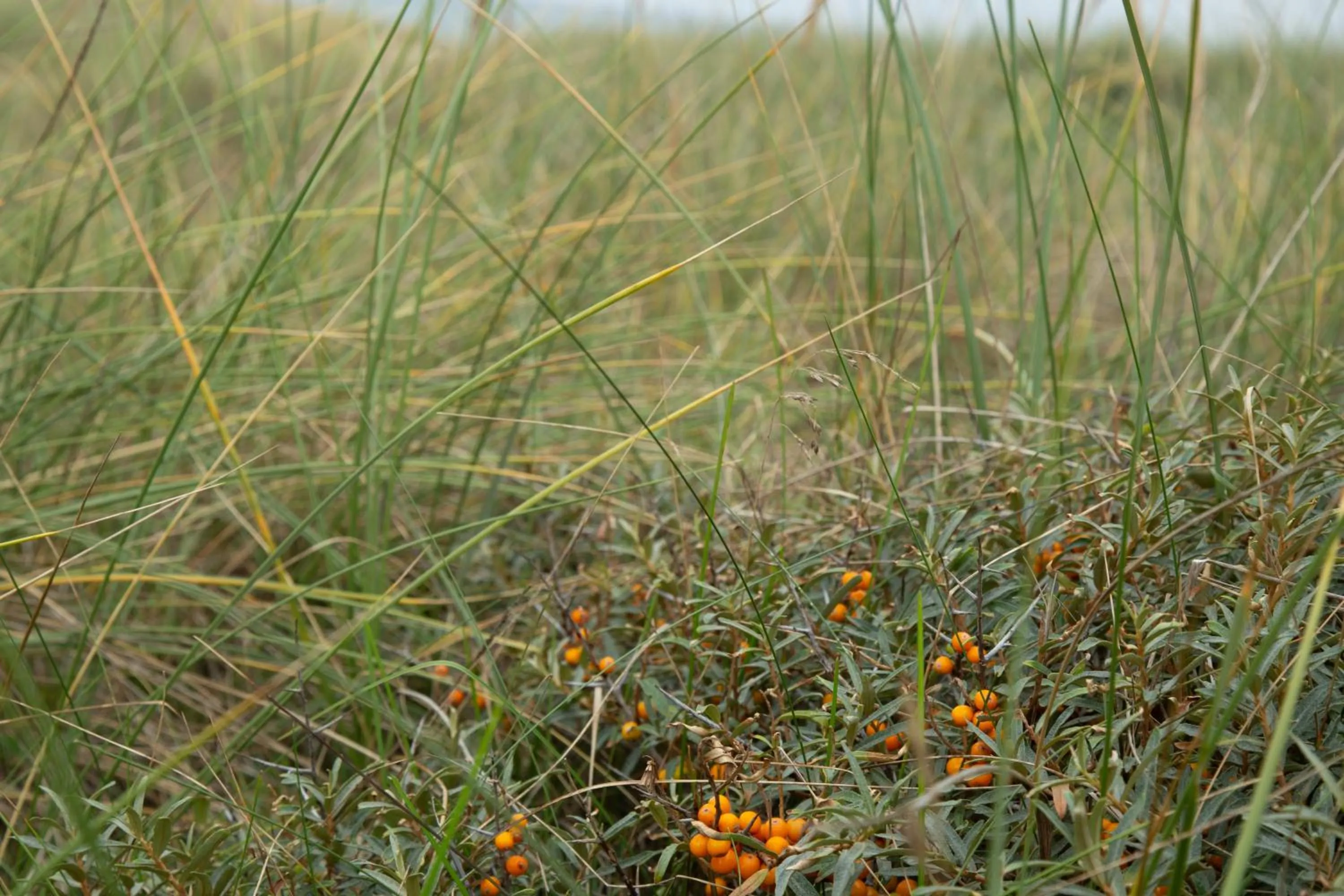 Natural landscape in Rønnes Hotel