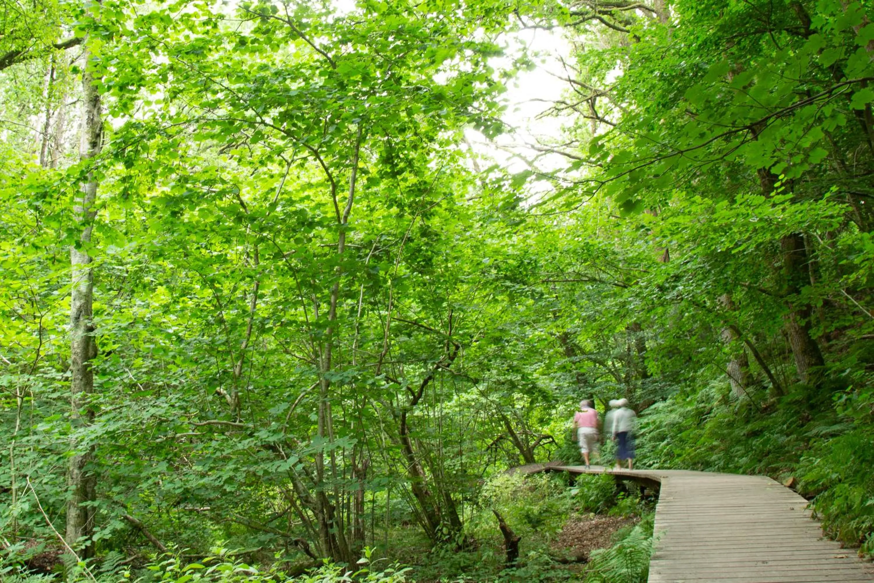 Natural landscape in Rønnes Hotel