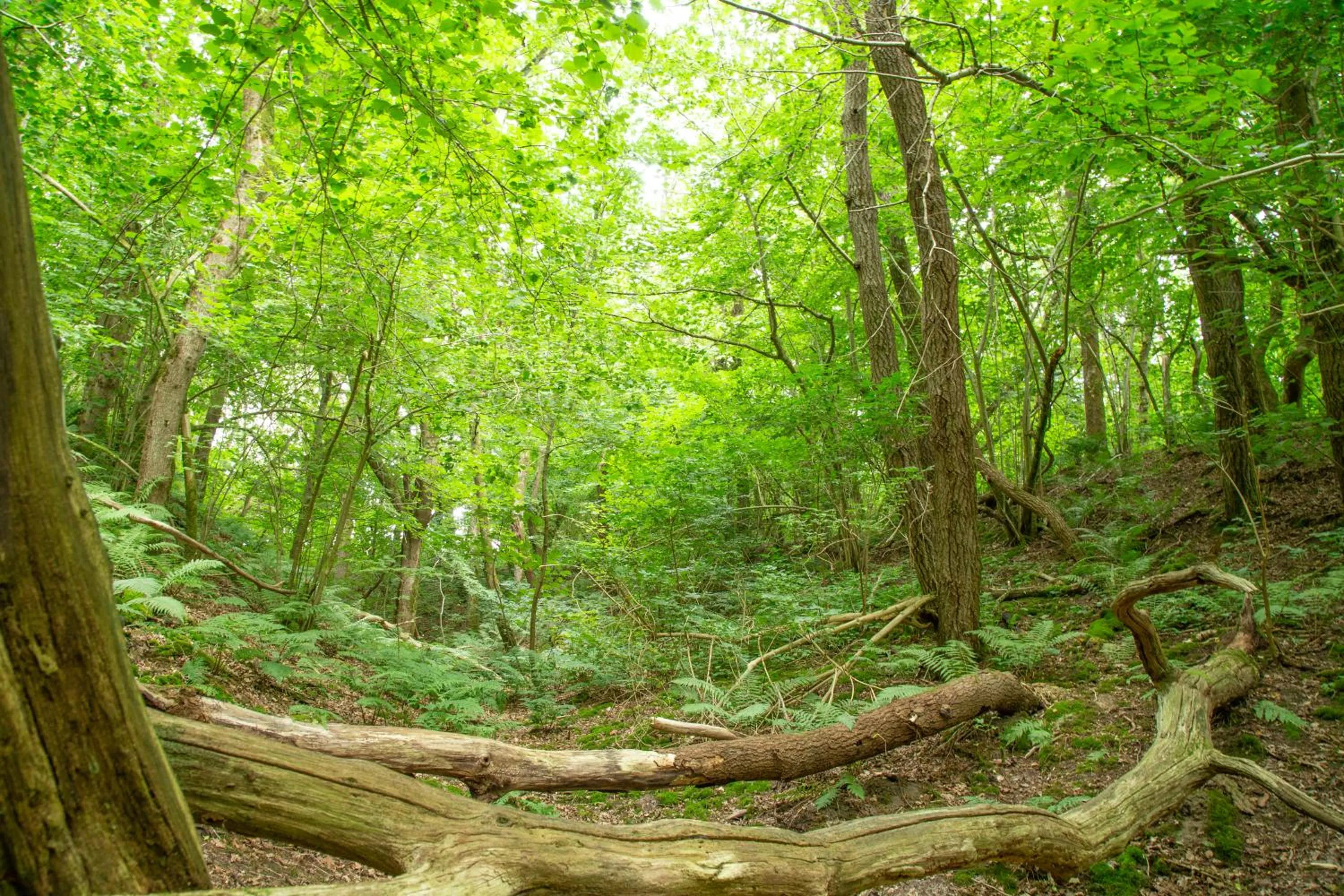 Natural landscape in Rønnes Hotel