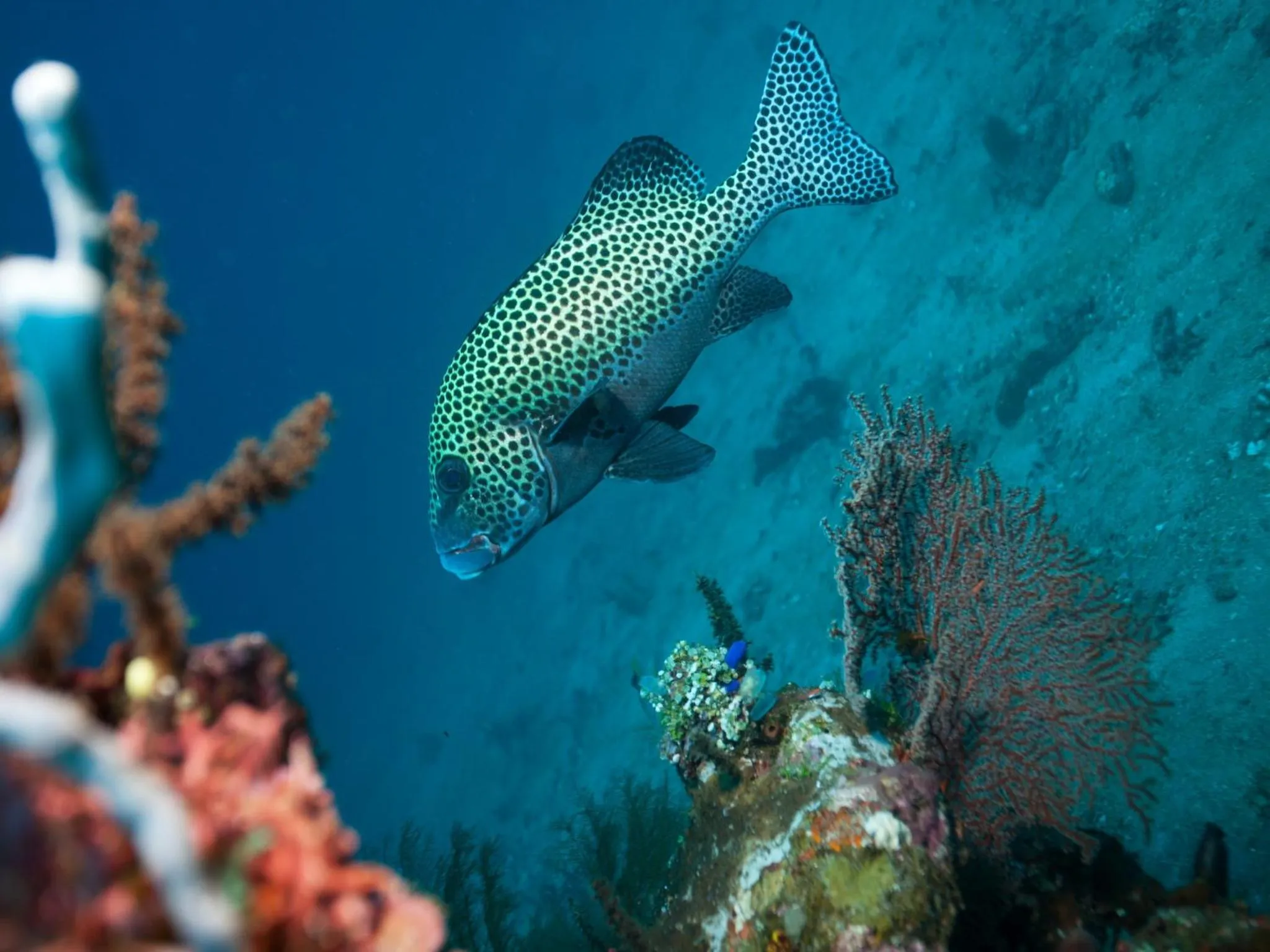 Diving in Hotel Uyah Amed Spa Resort