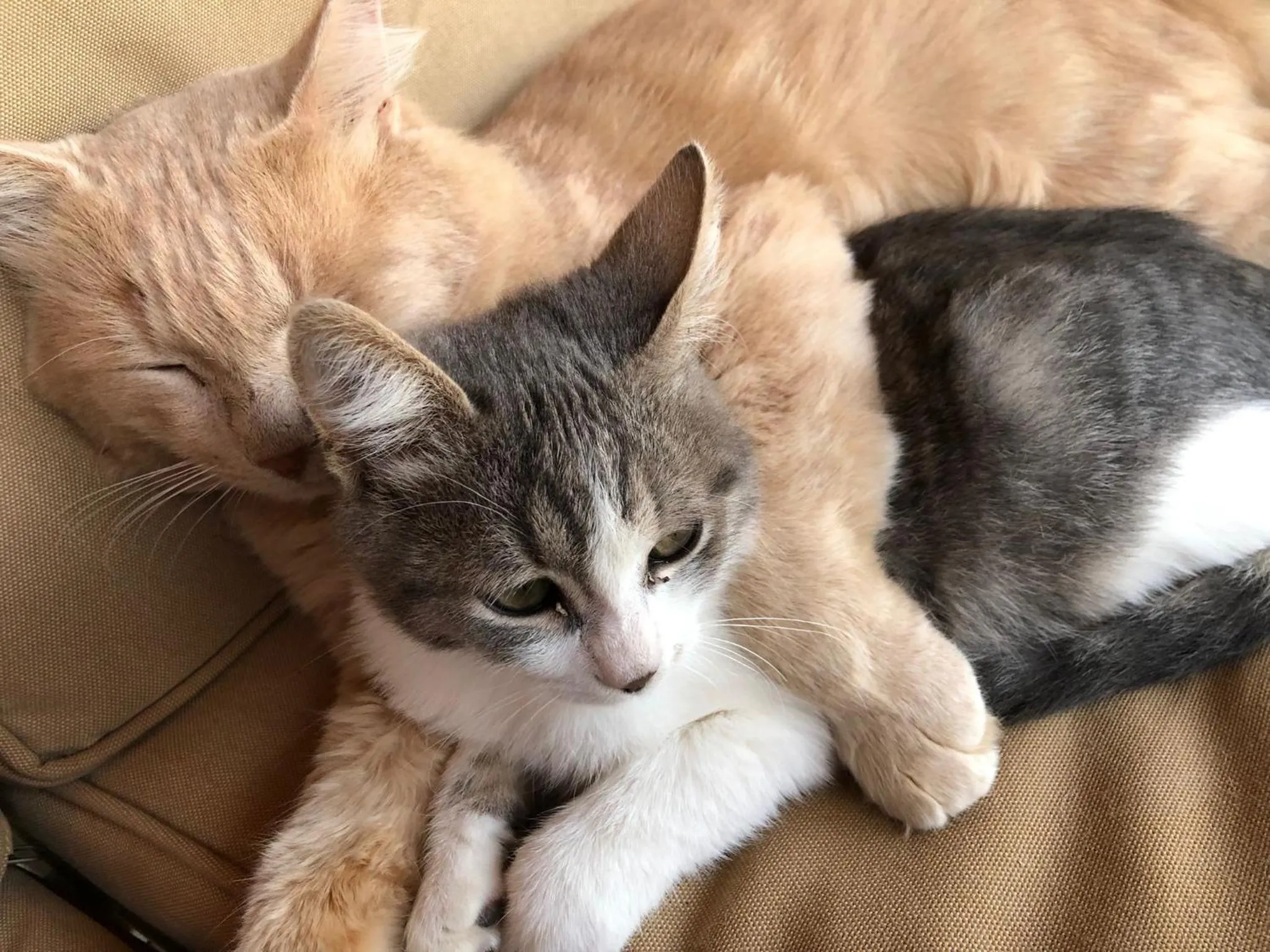 Pets in Terre Iblee Resort