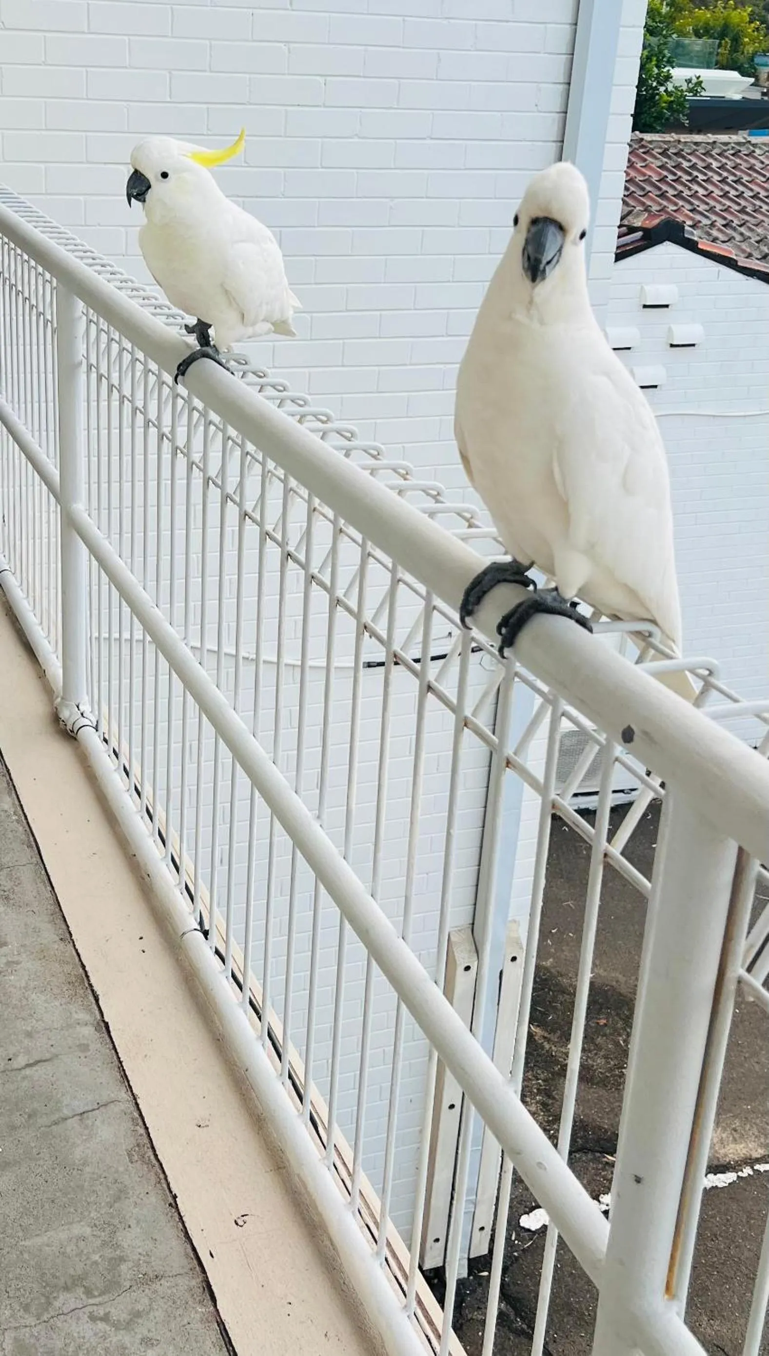 Ettalong Beach motel