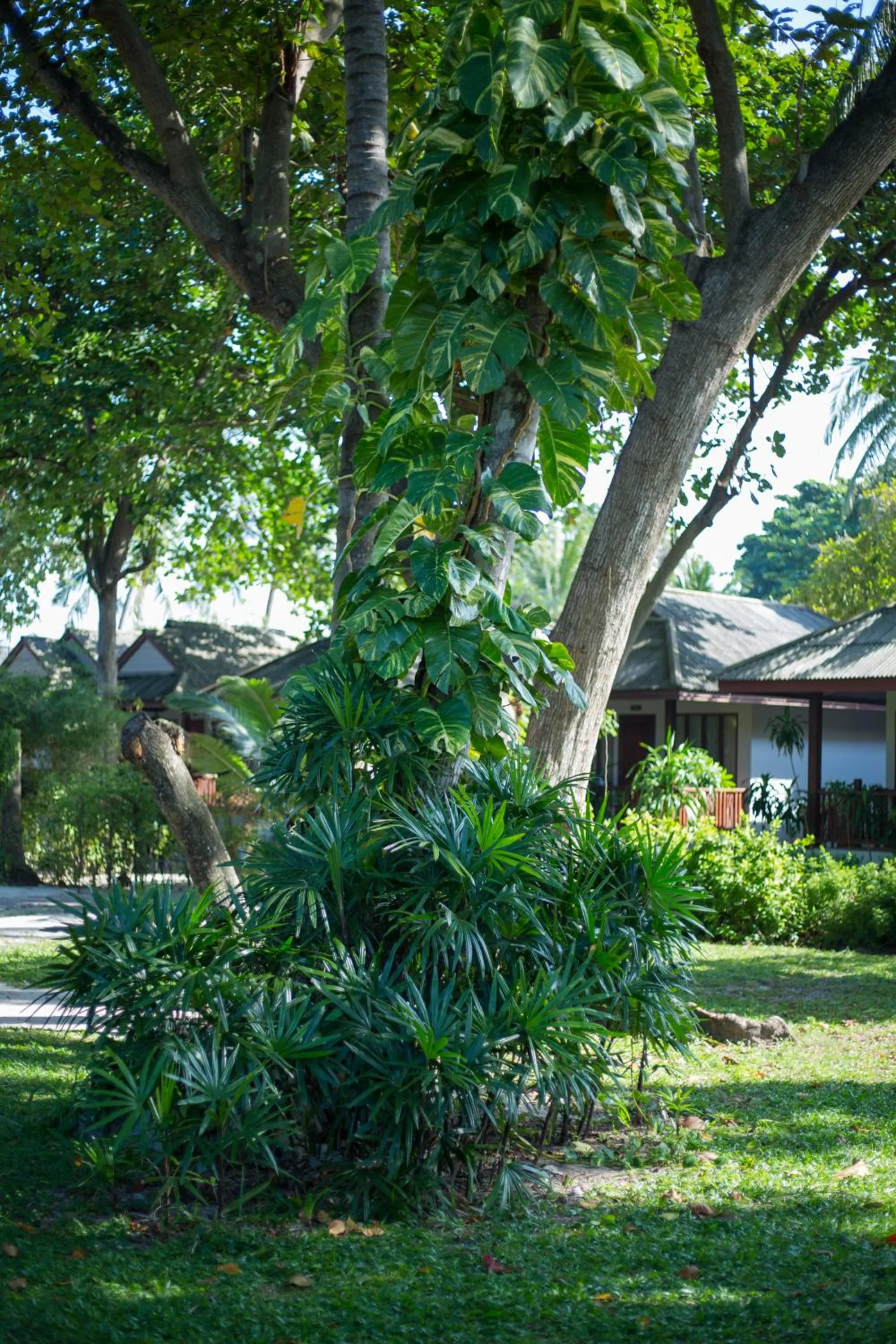 Garden in Long Beach Lodge, Chaweng Beach, Koh Samui