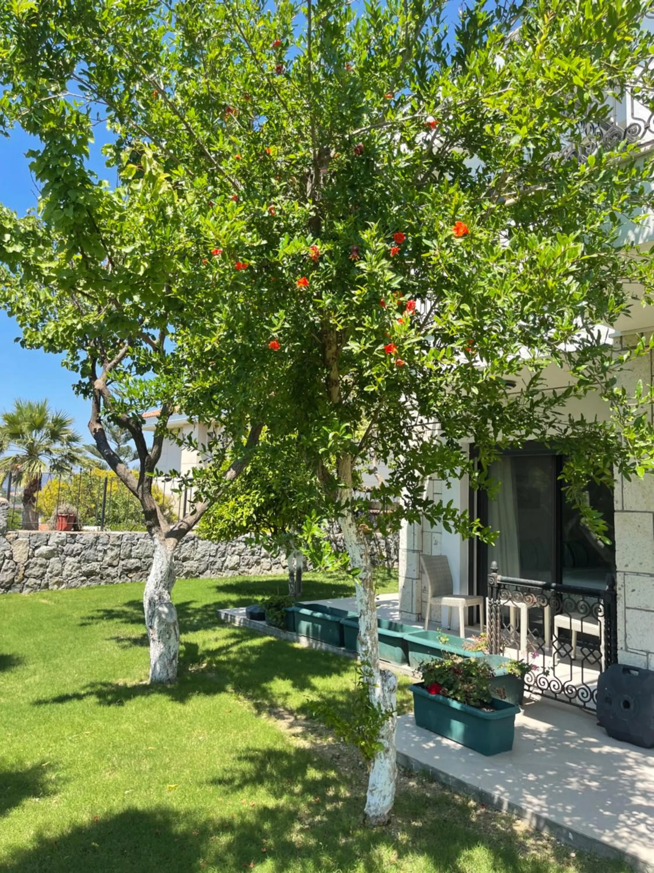 Garden in Dalyan Risus Suite