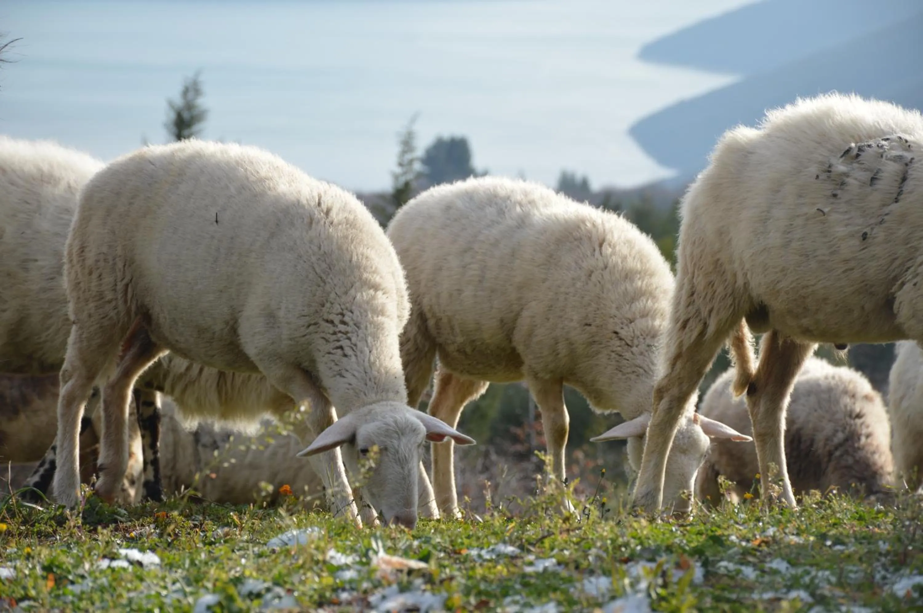 Animals in VILLA STEFANIJA small Boutique hotel&restaurant