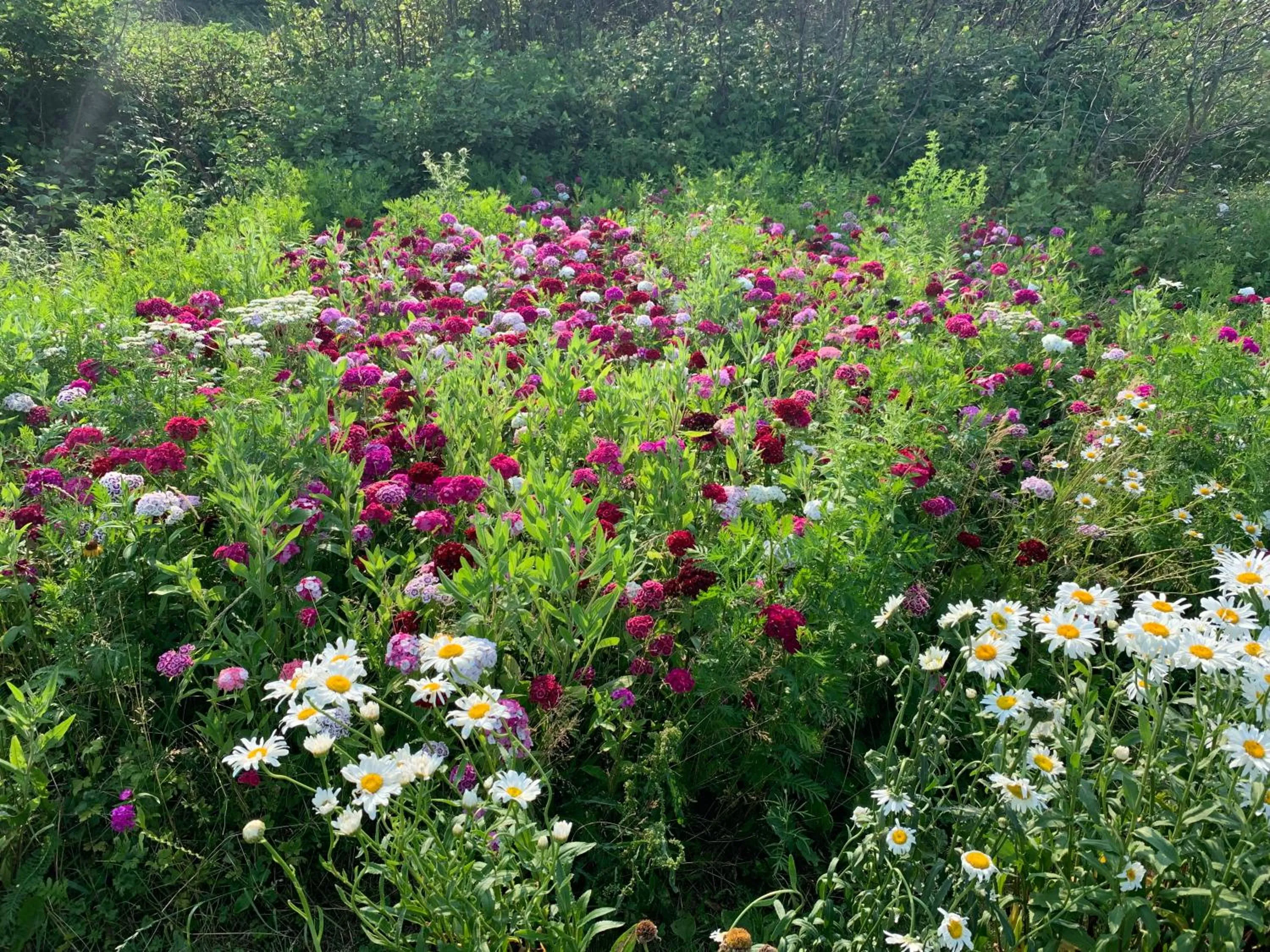 Garden in Au Pic de l'Aurore Motel-Chalets