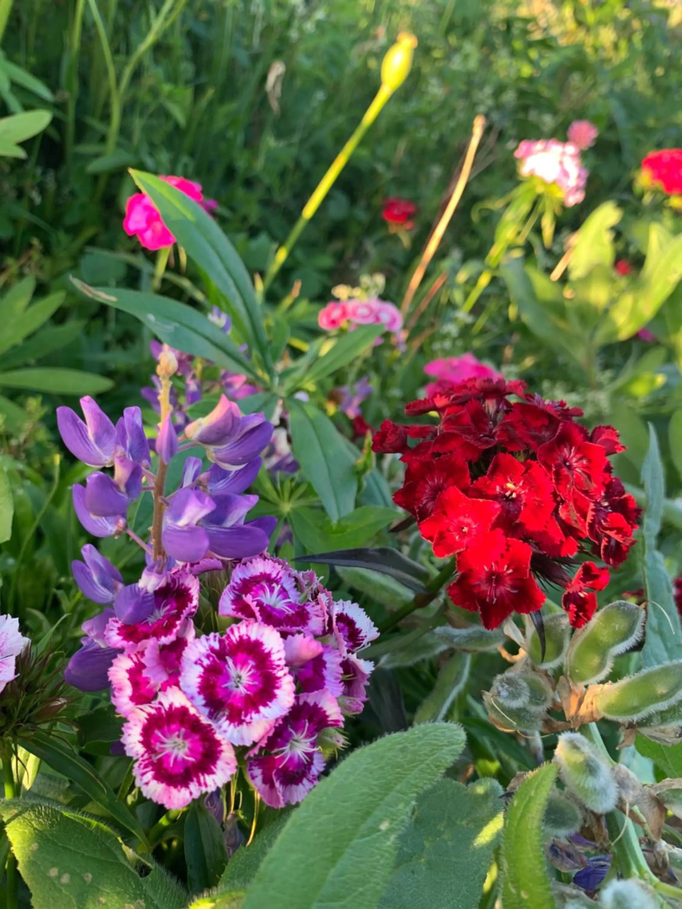 Garden in Au Pic de l'Aurore Motel-Chalets