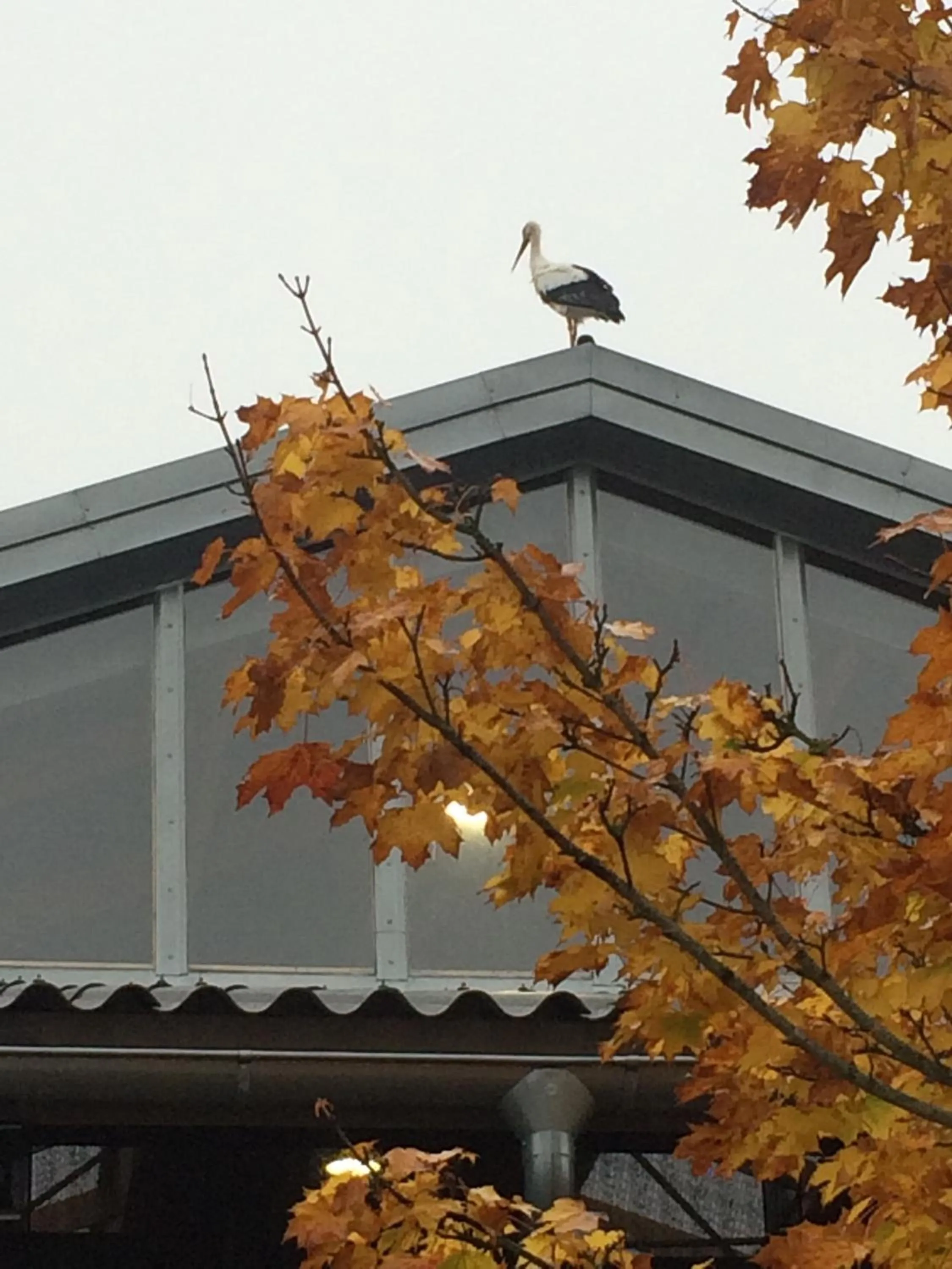 Flyingehus Gårdshotell