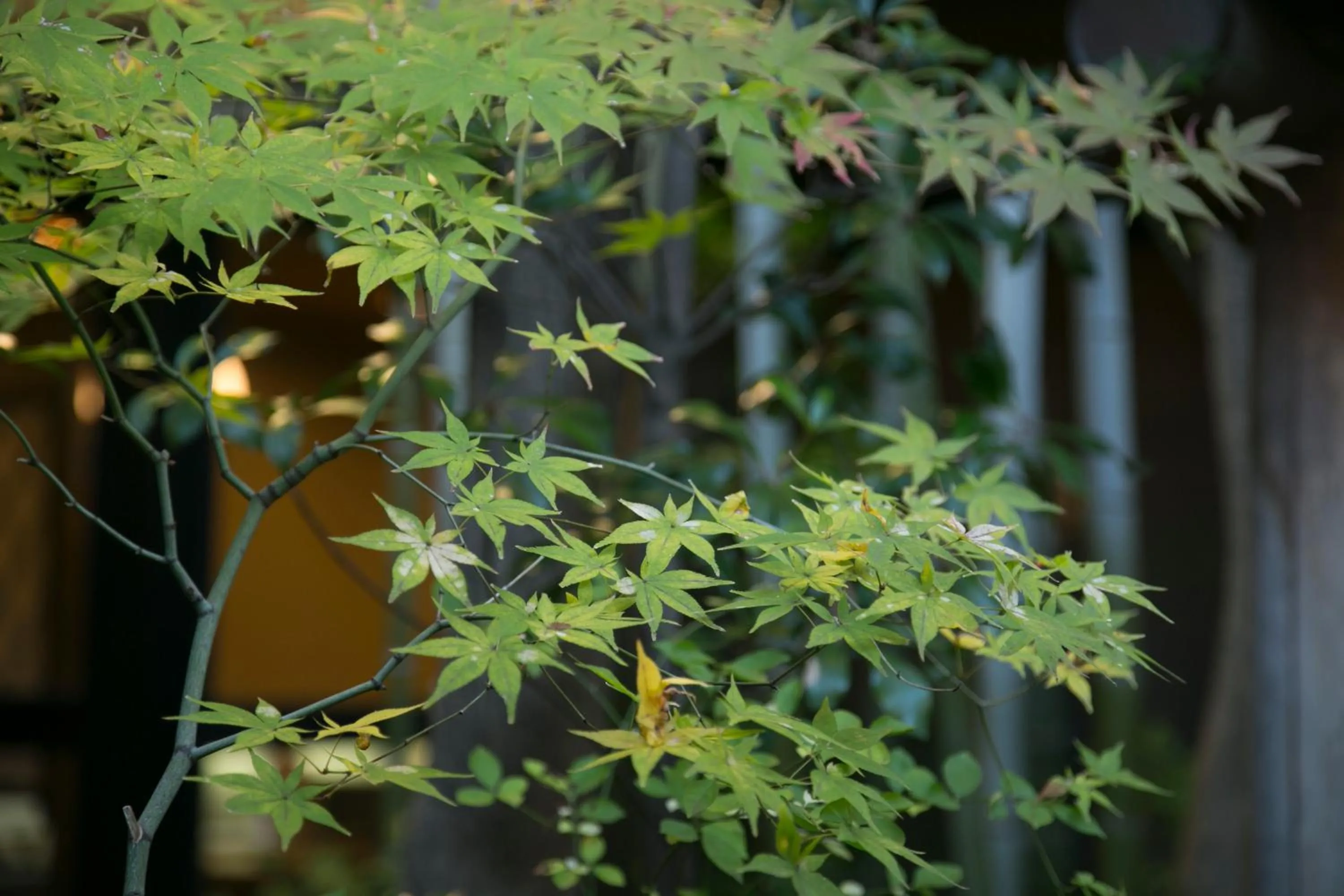 Garden in Gion Yoshiima