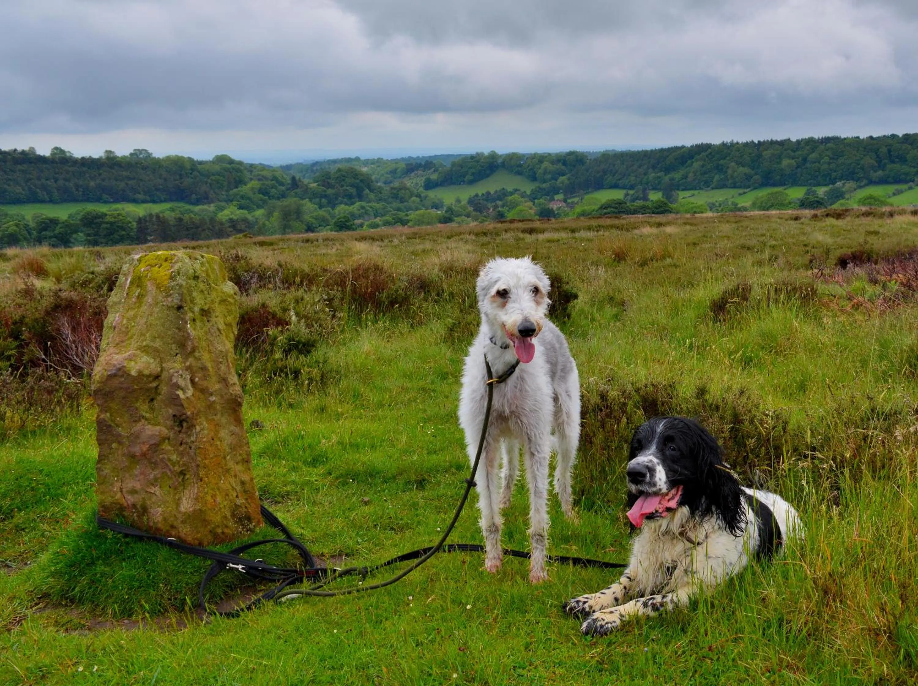 Pets in The Barn Guest House and Tearoom