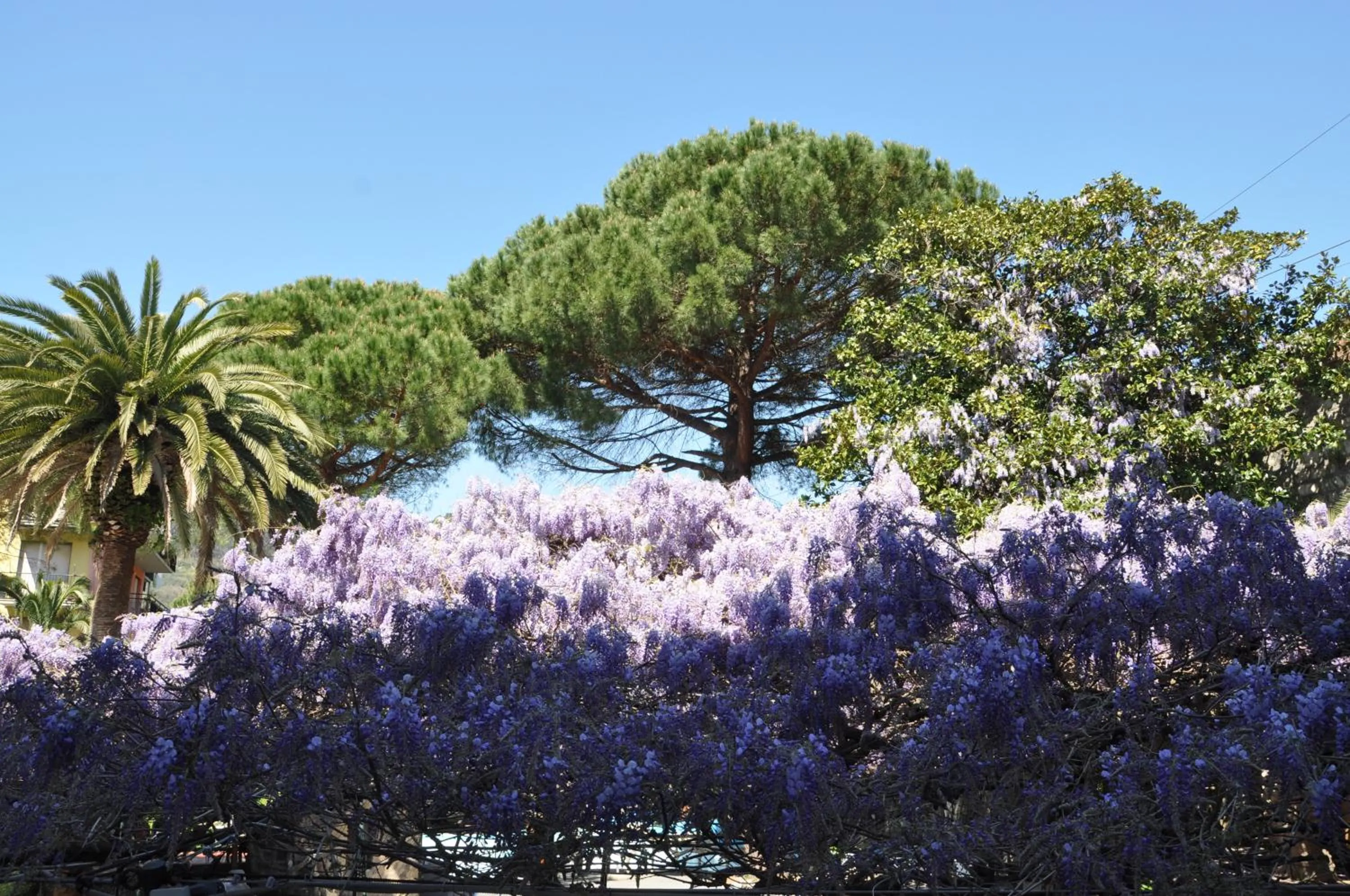 Garden view in Hotel Residence Moneglia