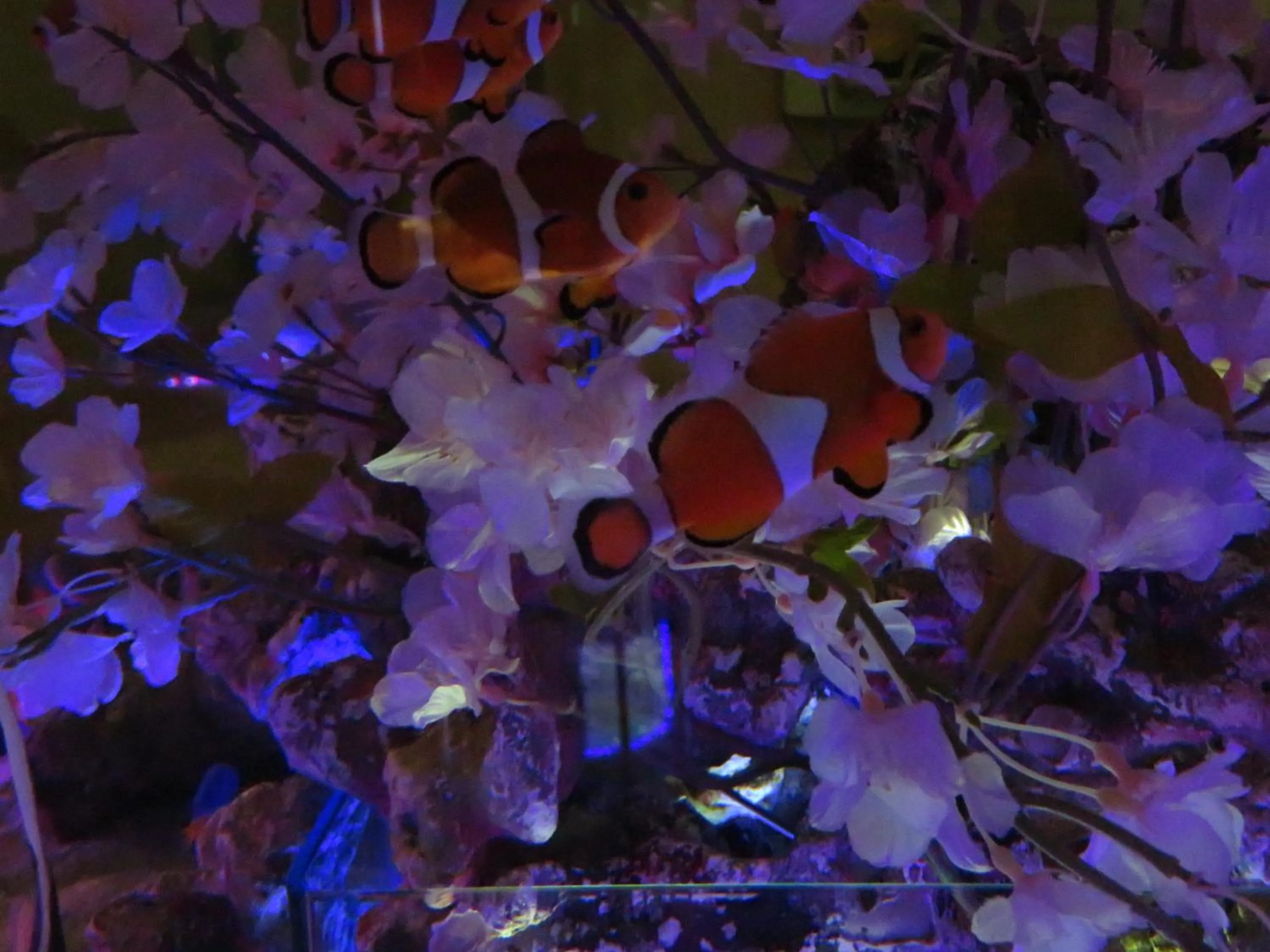 Other in Hotel AQUA Blue Yokosuka (Adult Only)