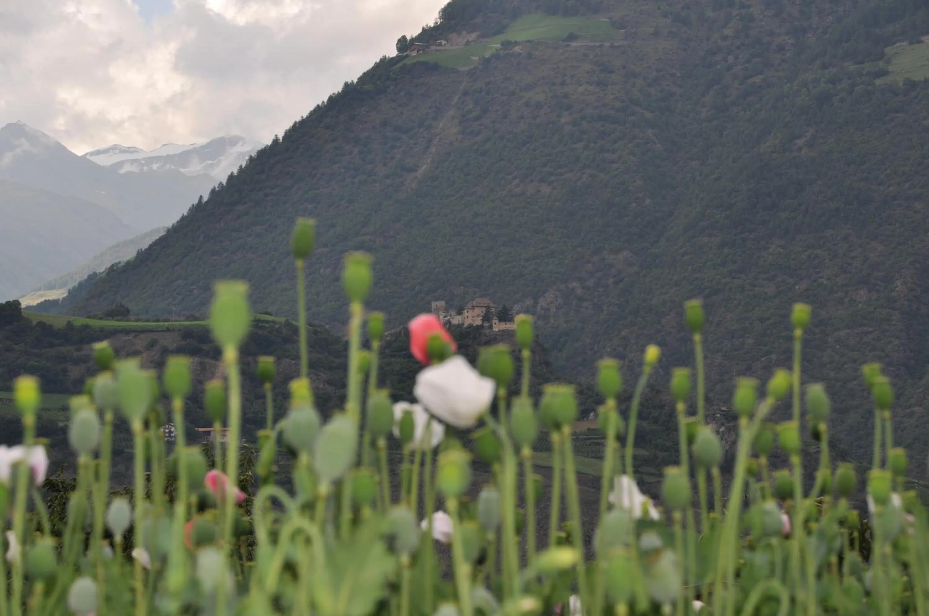 Garden in Gasthof Weisses Kreuz