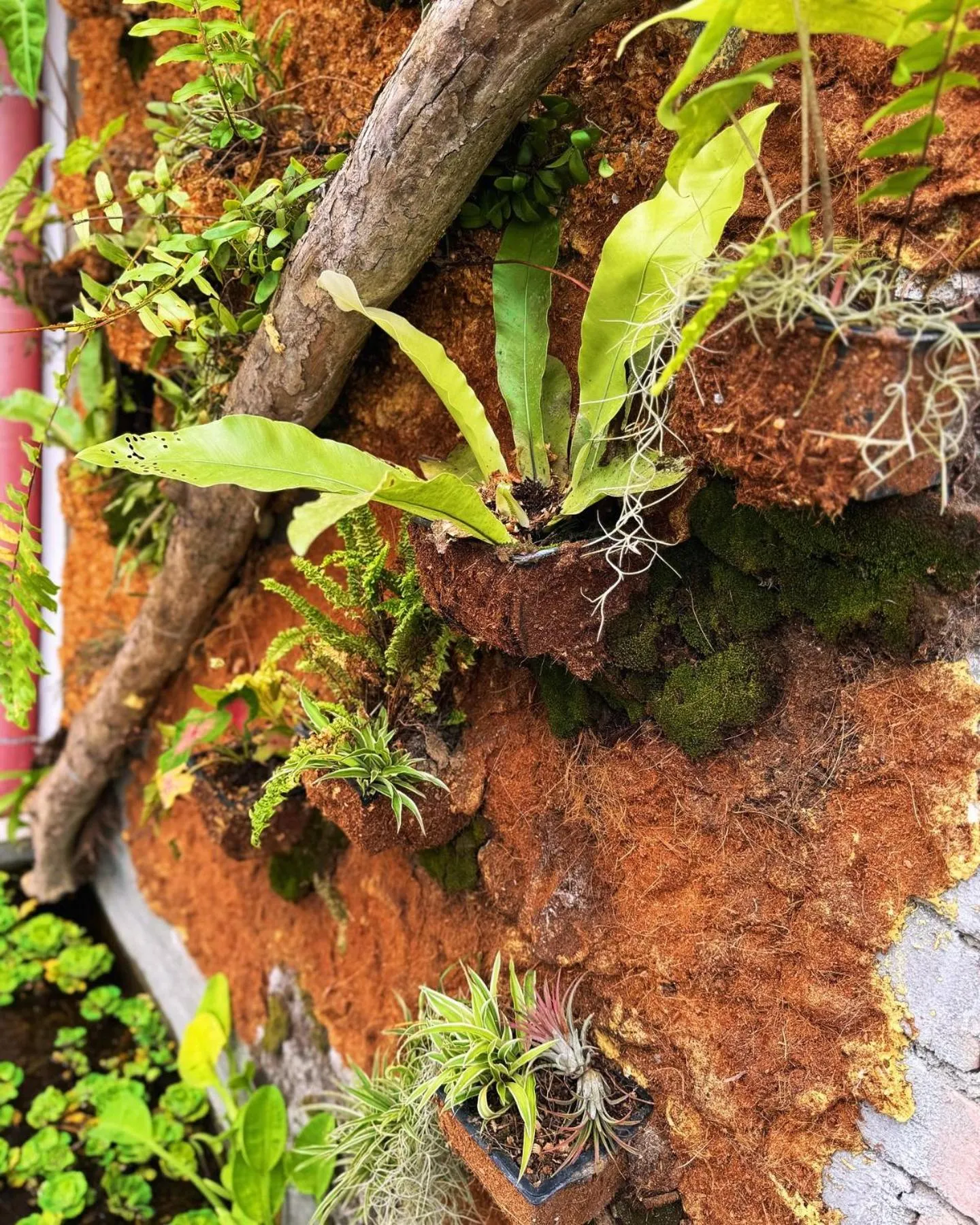 Town Inn Hotel - Rainforest